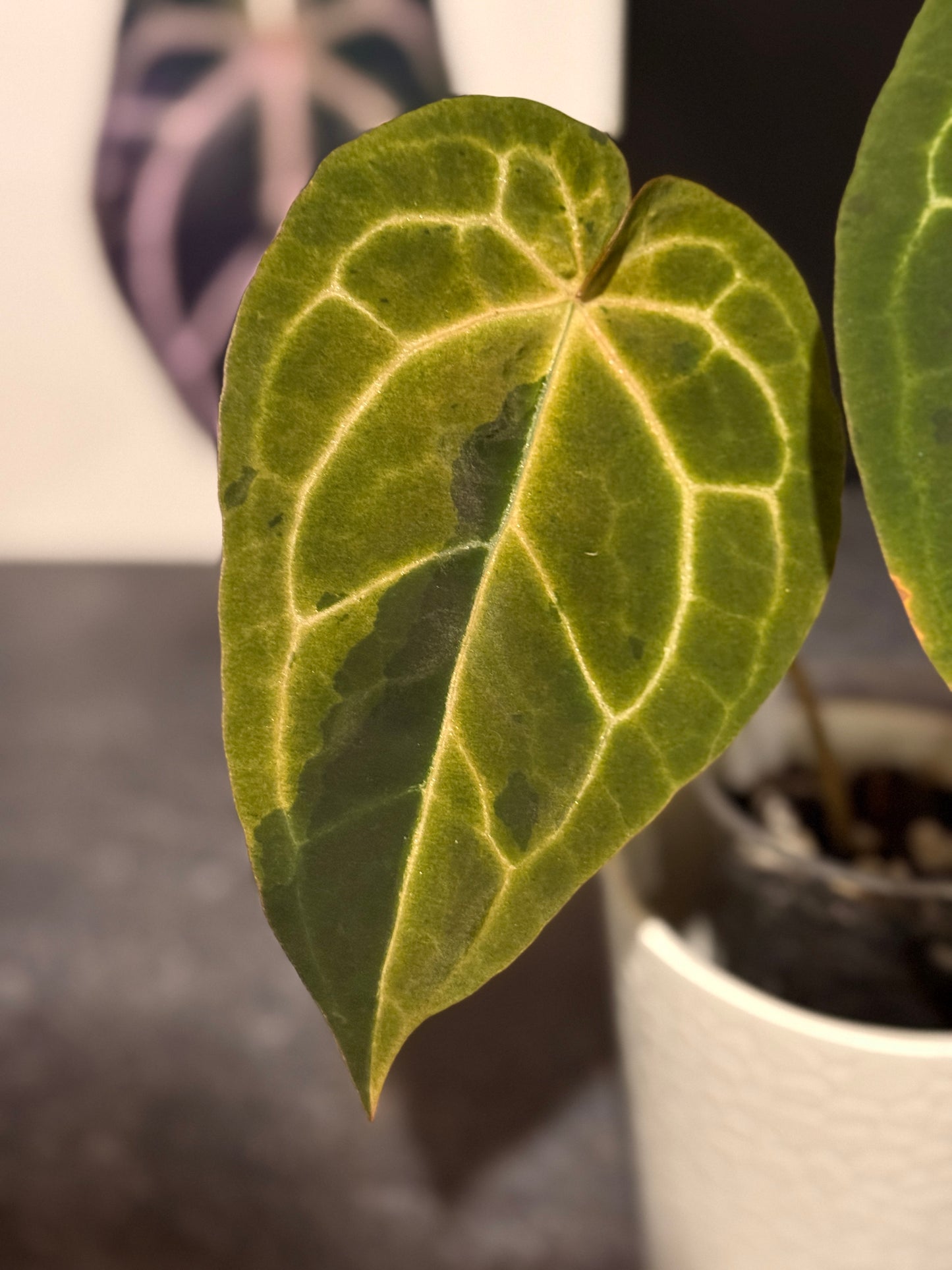 Anthurium Big Black Block x Pumpkin Spice VARIEGATED