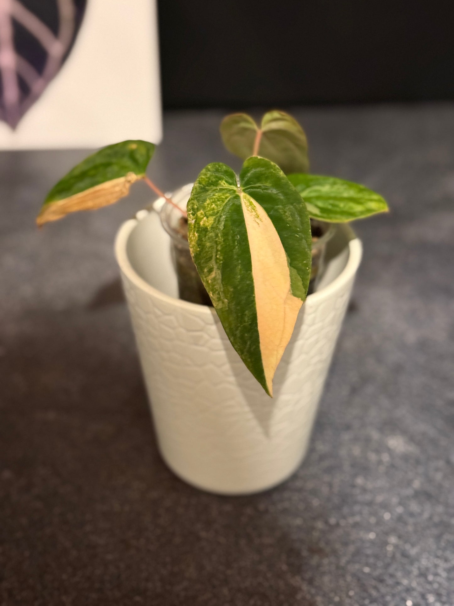 Anthurium papillilaminum VARIEGATED