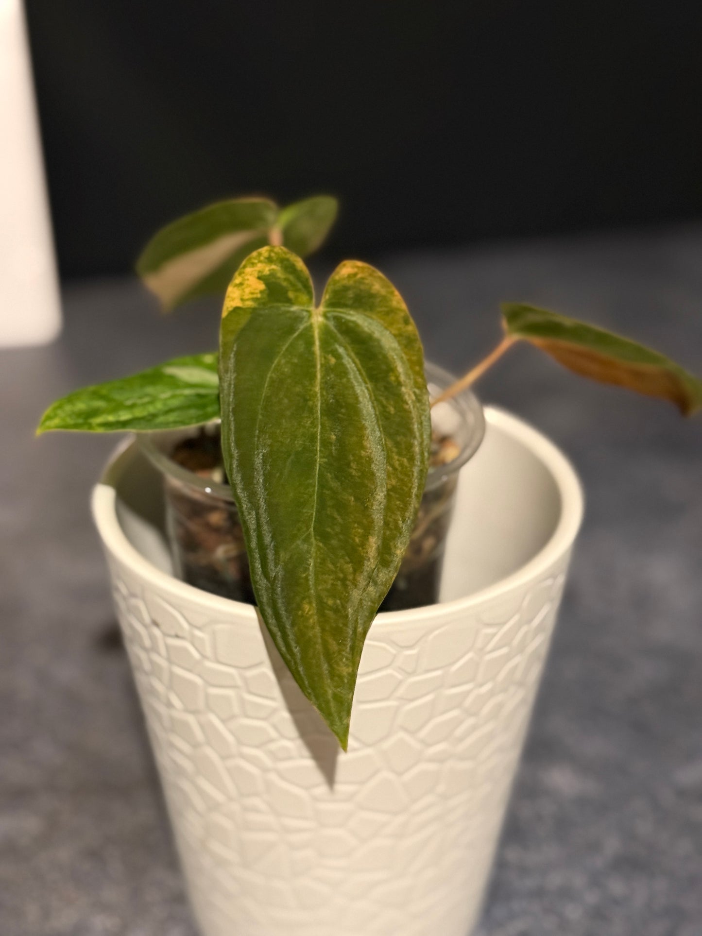 Anthurium papillilaminum VARIEGATED