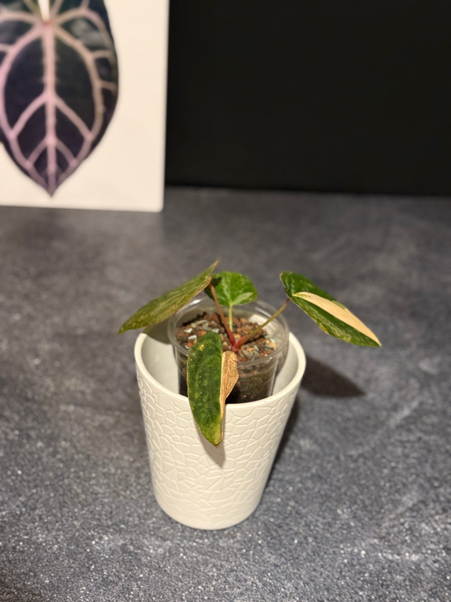 Anthurium papillilaminum VARIEGATED