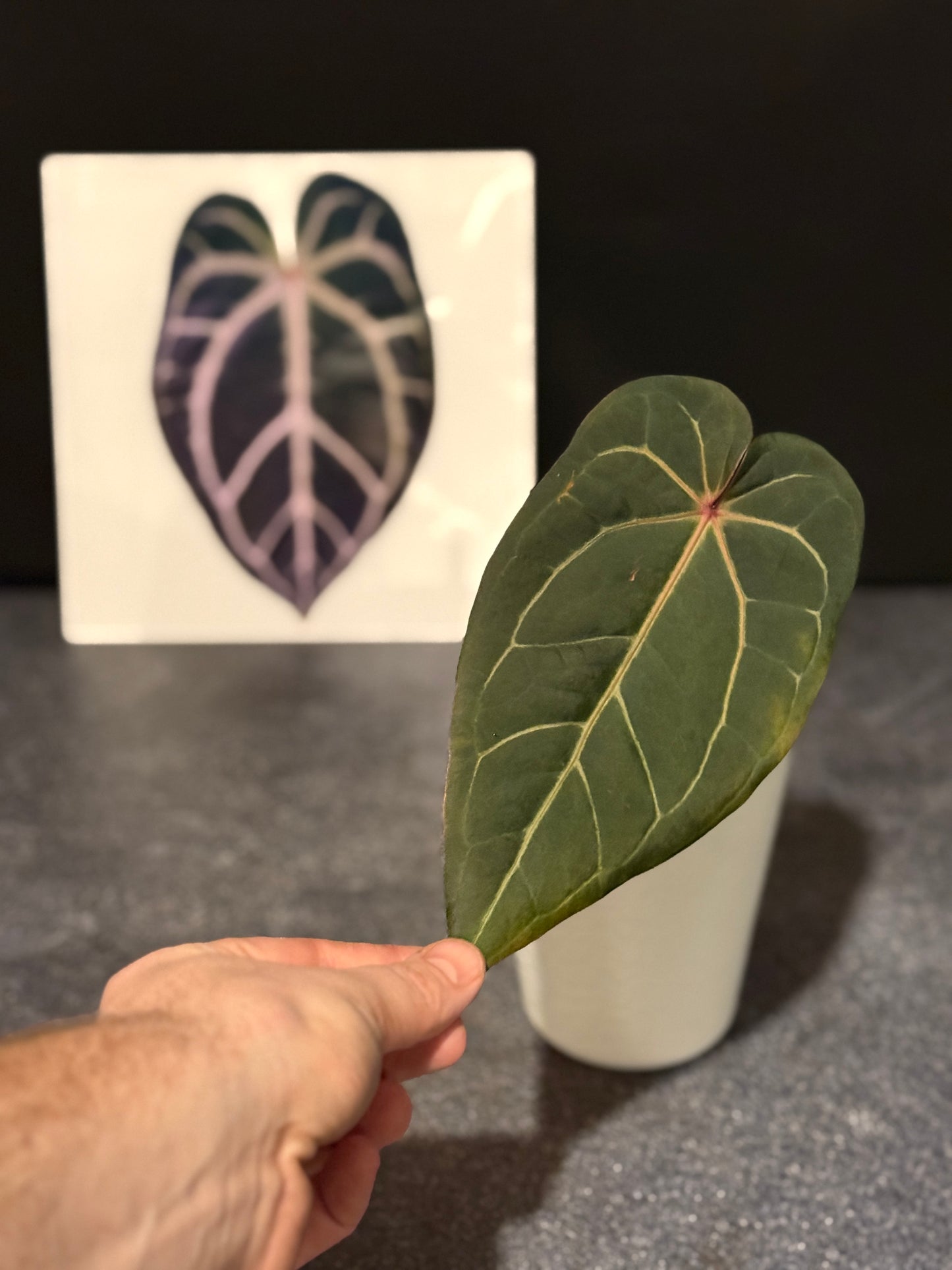 Anthurium Dark and Handsome x Red Velvet Cake
