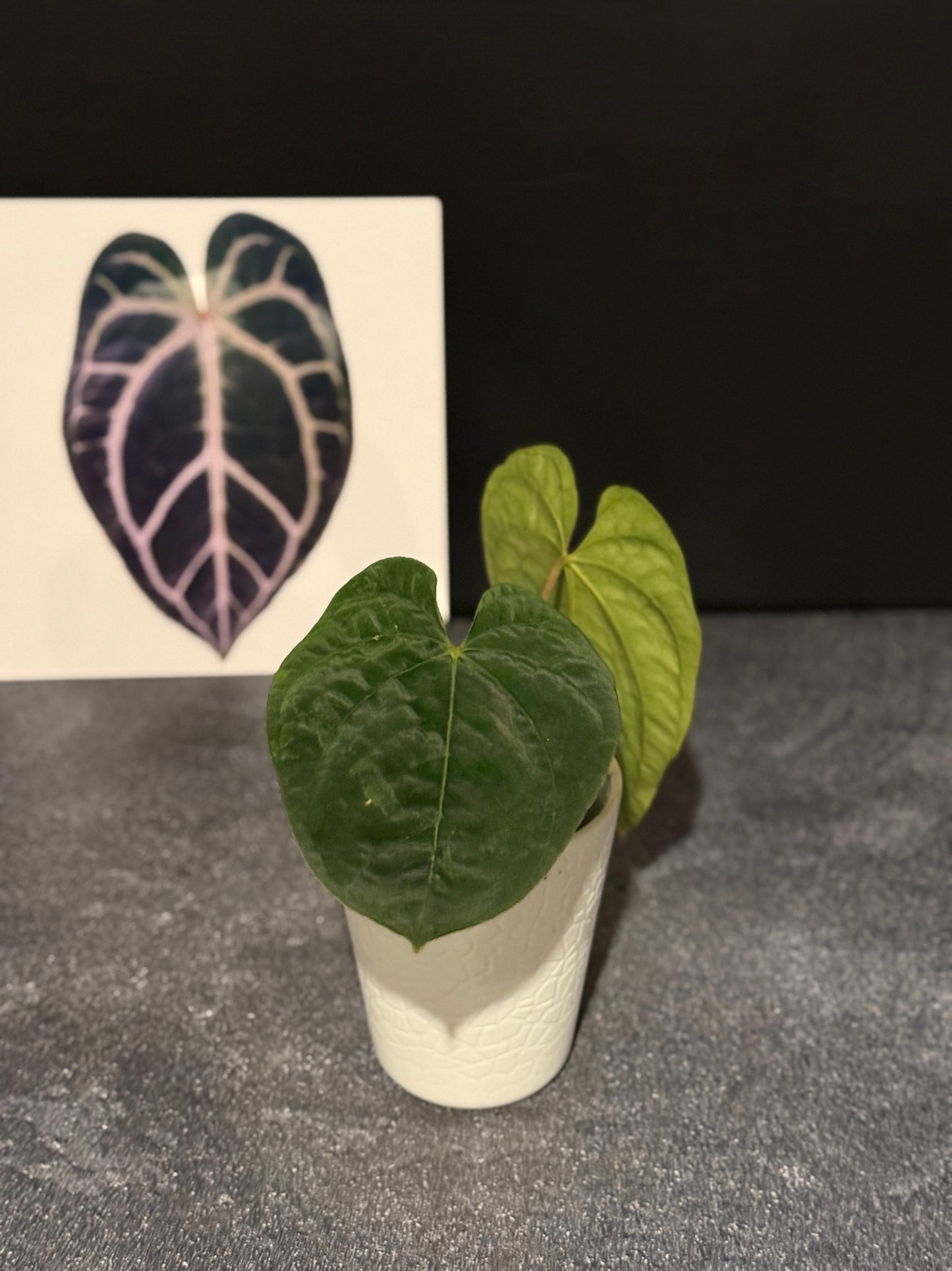 Anthurium papillilaminum 6 x Eastern dressleri