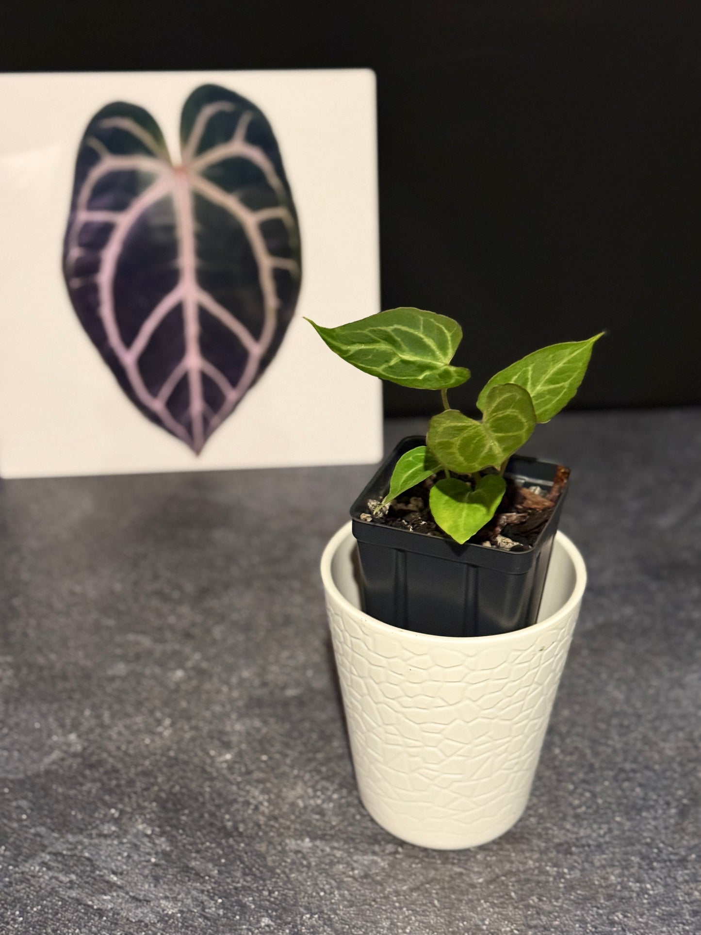 Anthurium muchlis x Indo port