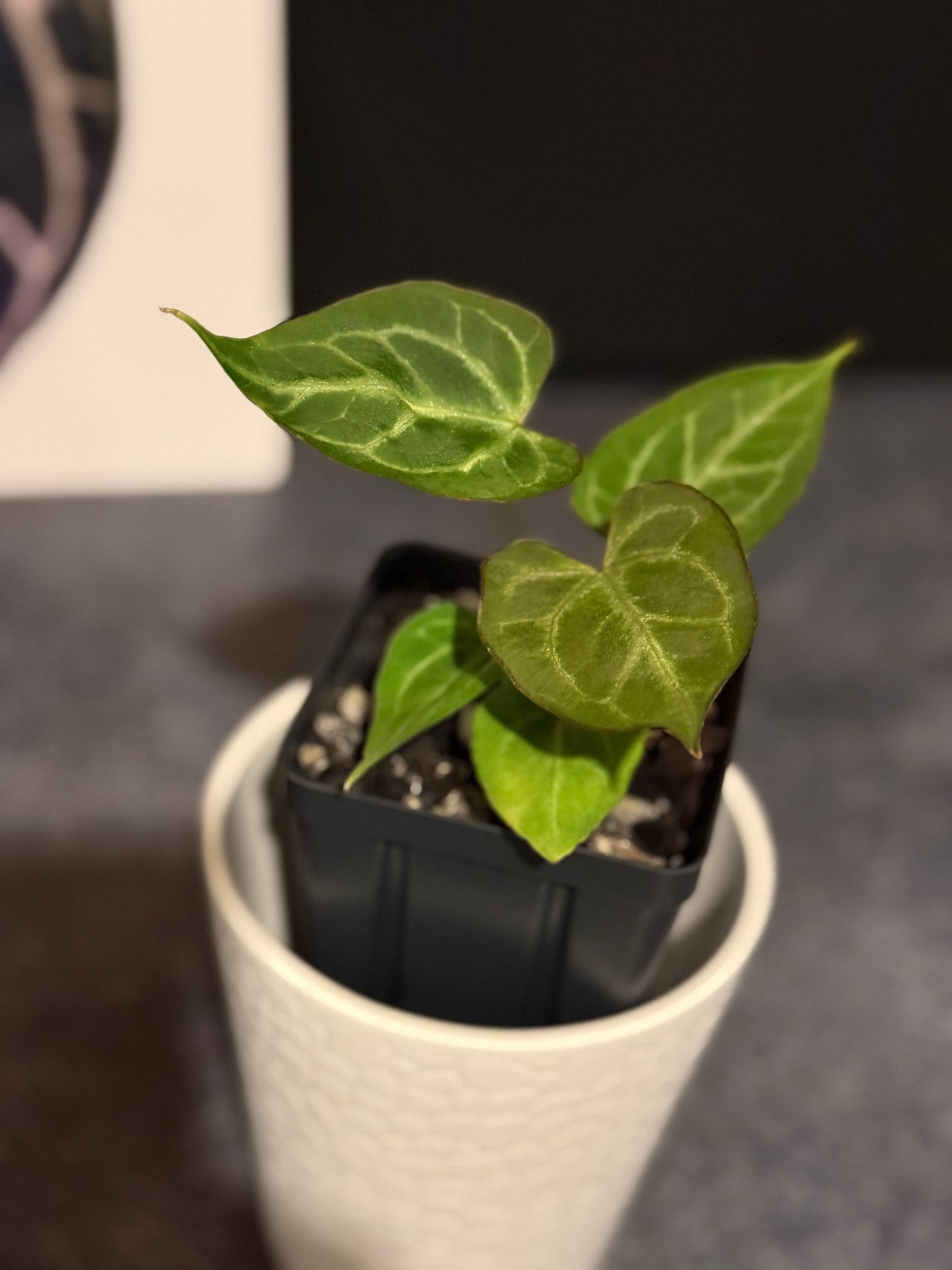 Anthurium muchlis x Indo port