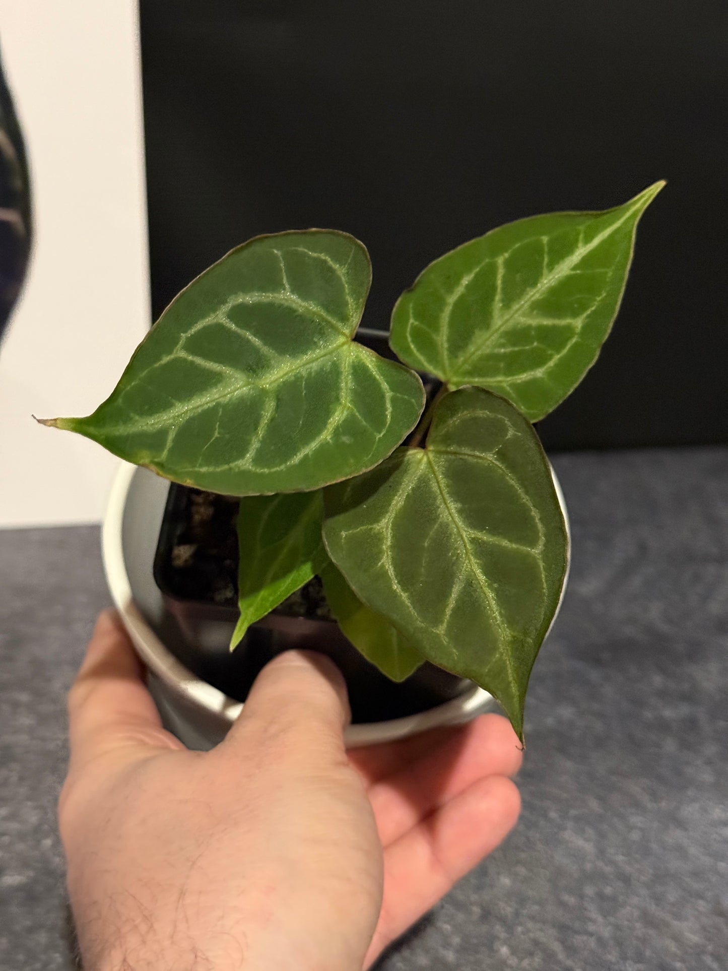 Anthurium muchlis x Indo port