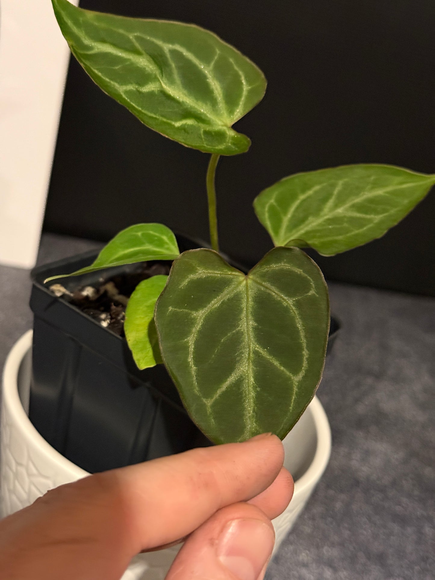 Anthurium muchlis x Indo port