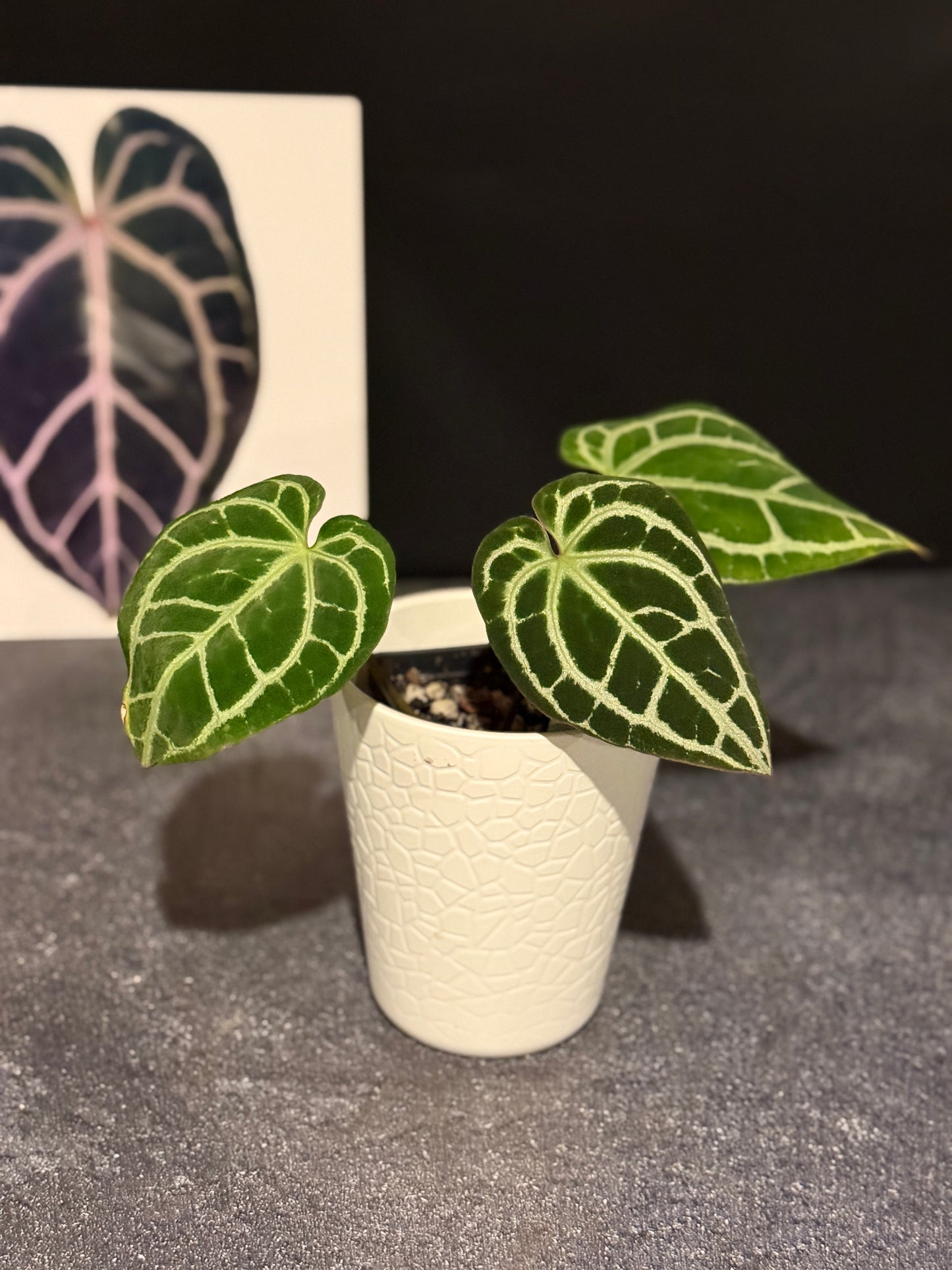 Anthurium King crystallinum