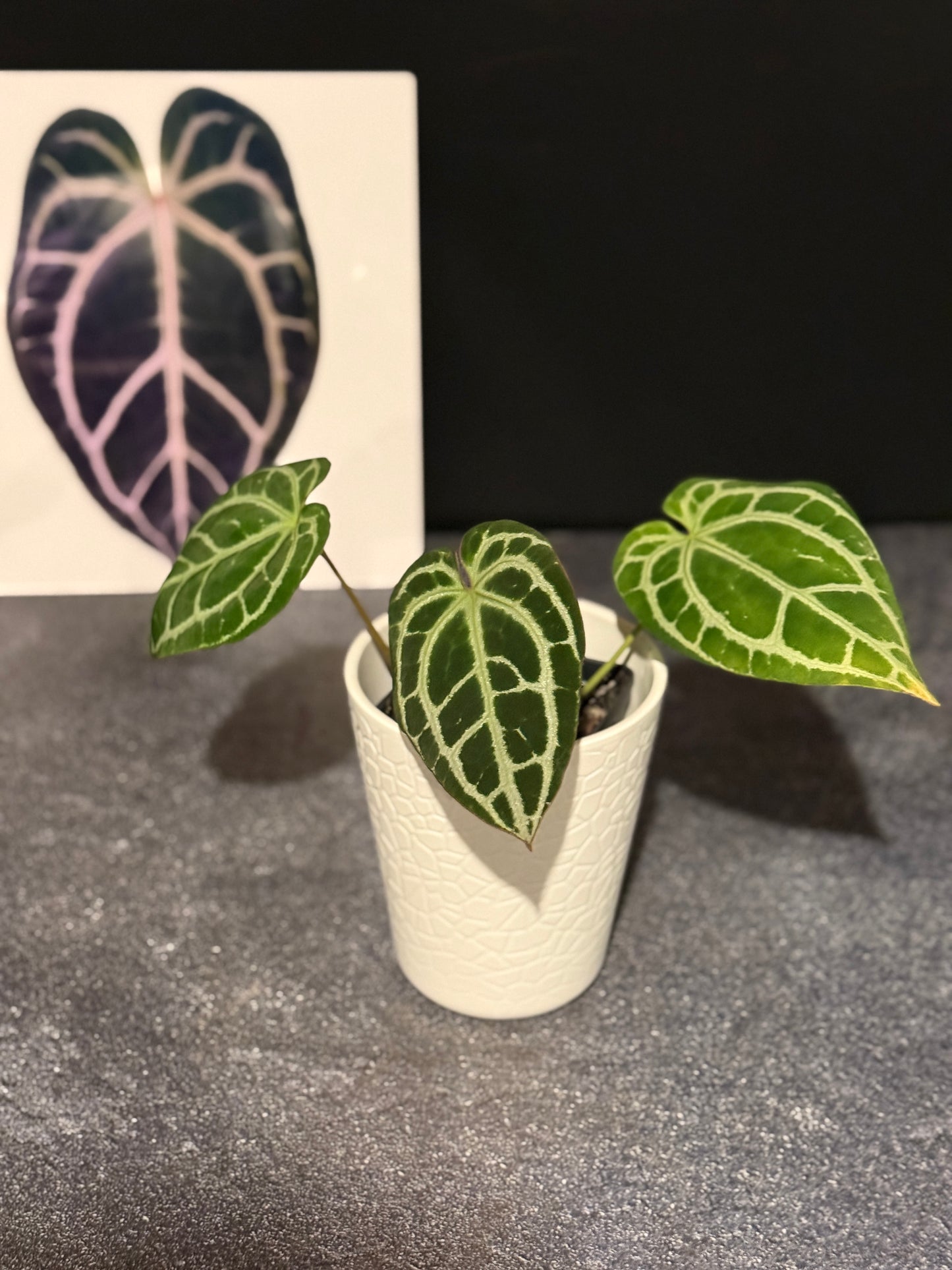 Anthurium King crystallinum