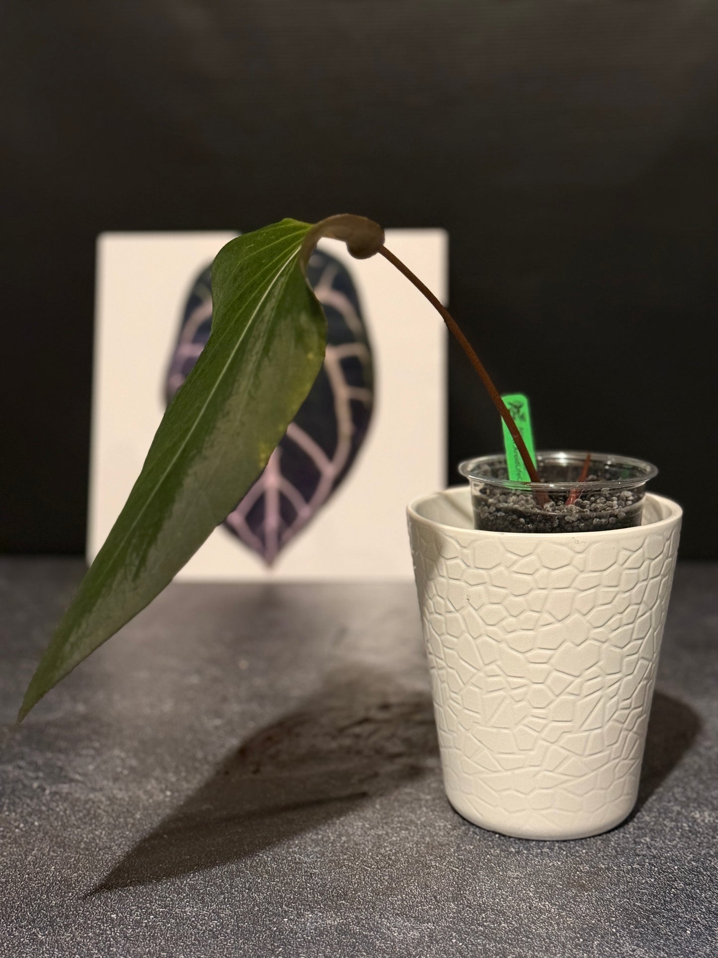 Anthurium indo port Dark Form