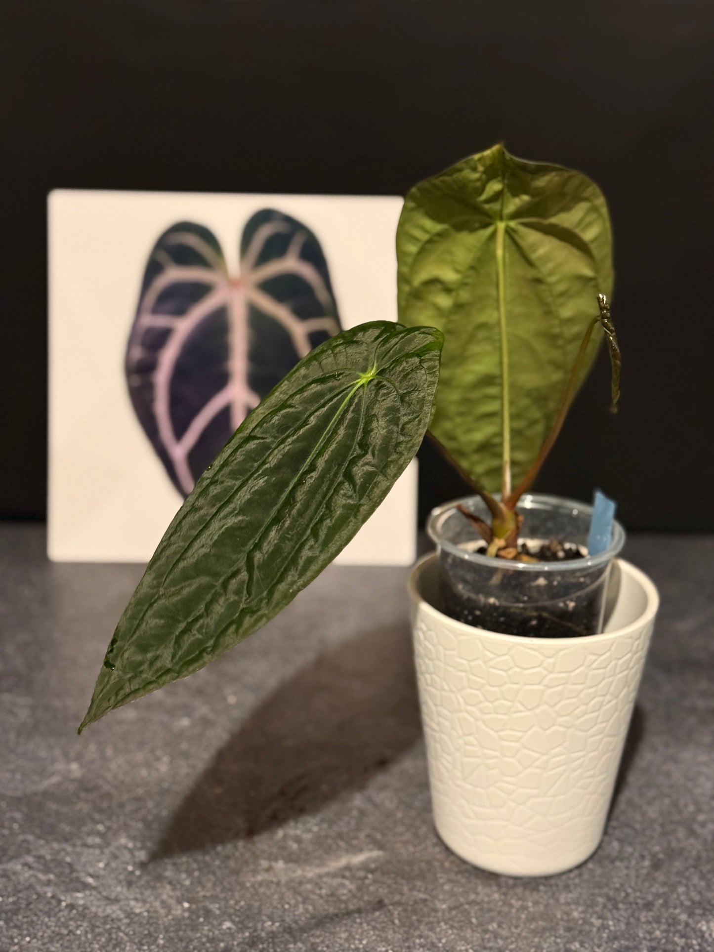 Anthurium papillilaminum RA5 x (Long x Long Bullet)