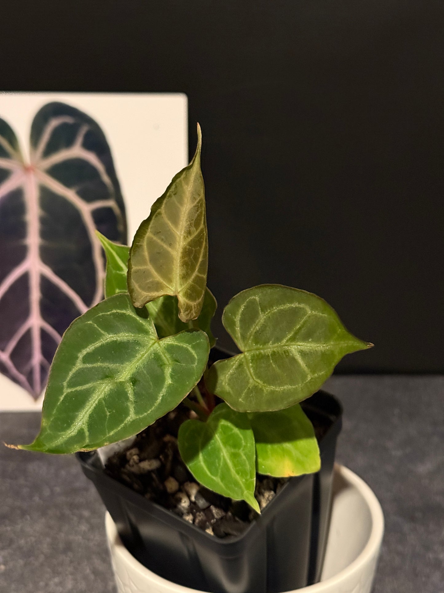 Anthurium muchlis x Indo port