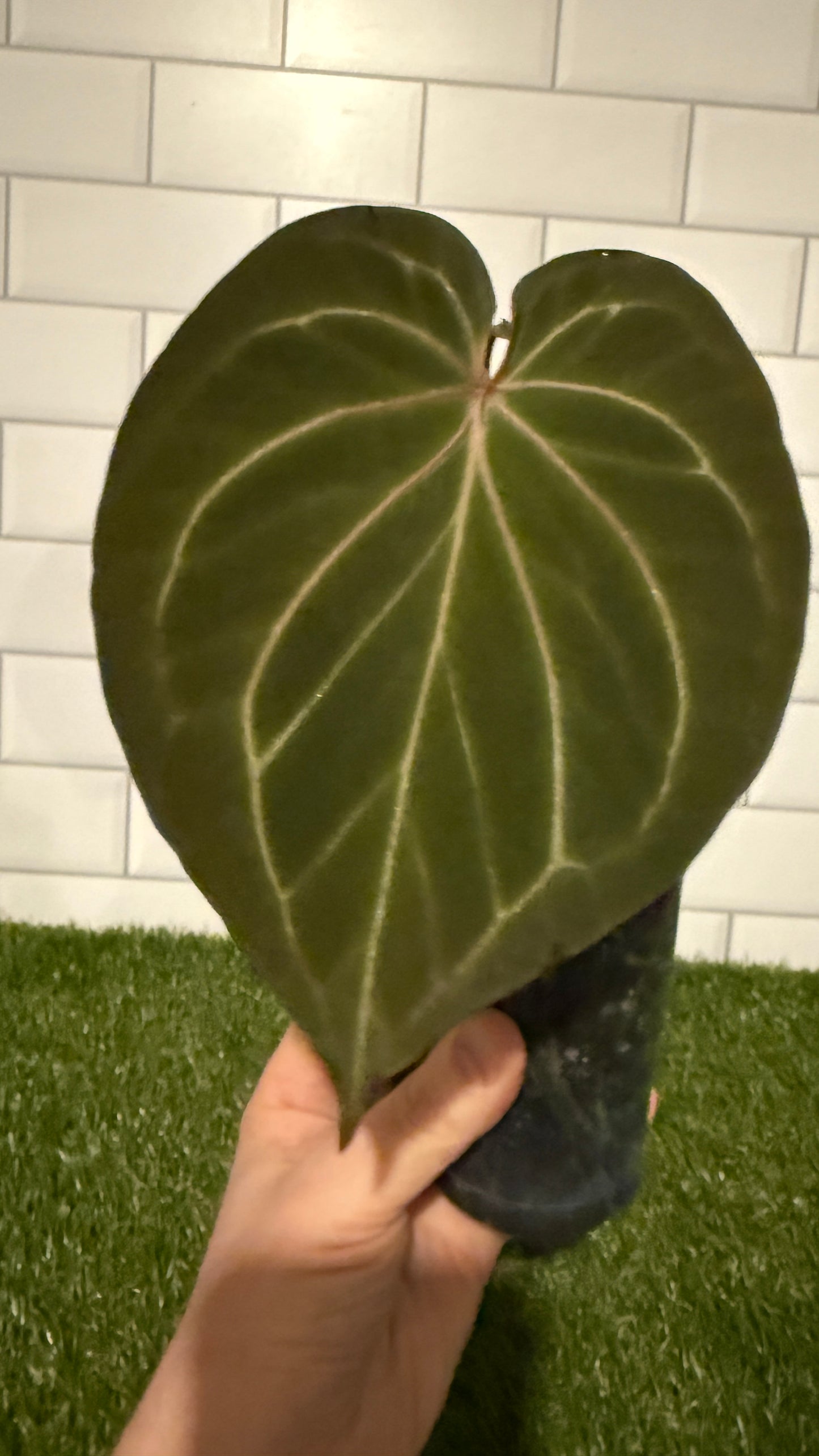 Anthurium HU aka King of Spades