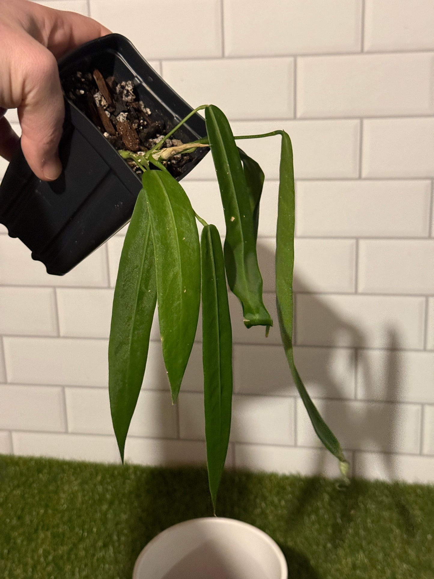 Anthurium pallidiflorum