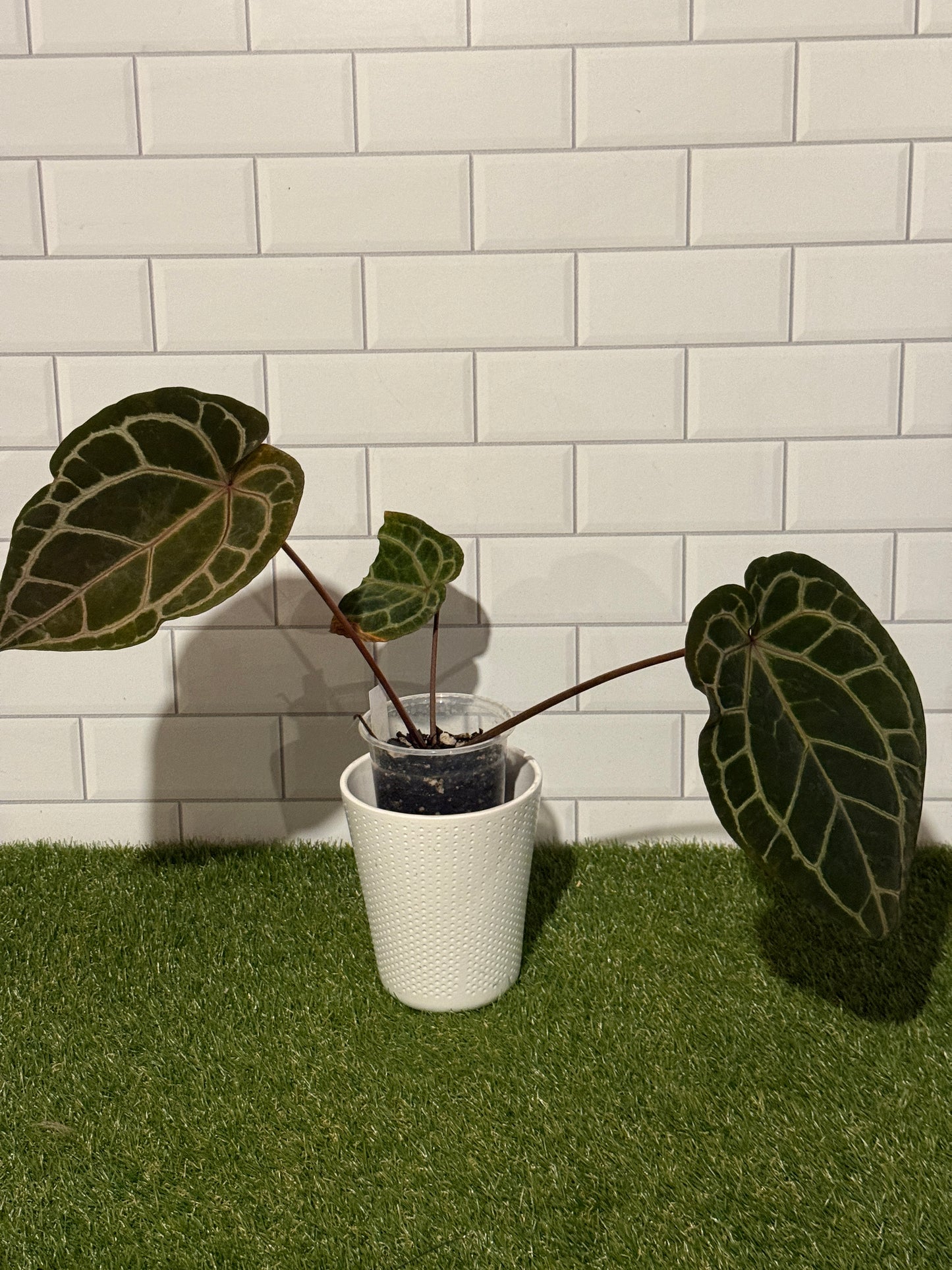 Anthurium Zara 3 x 33 VARIEGATED