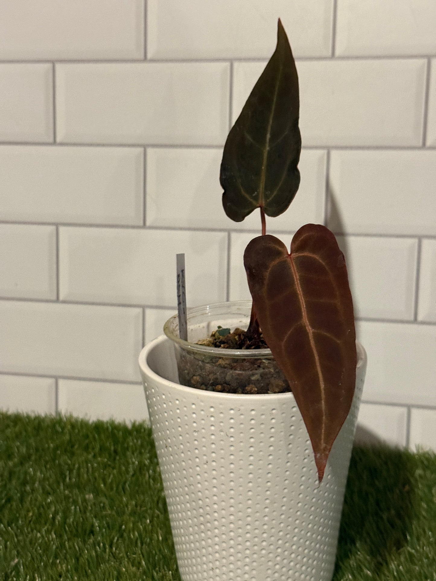 Anthurium Red Velvet Cake x Dark and Handsome