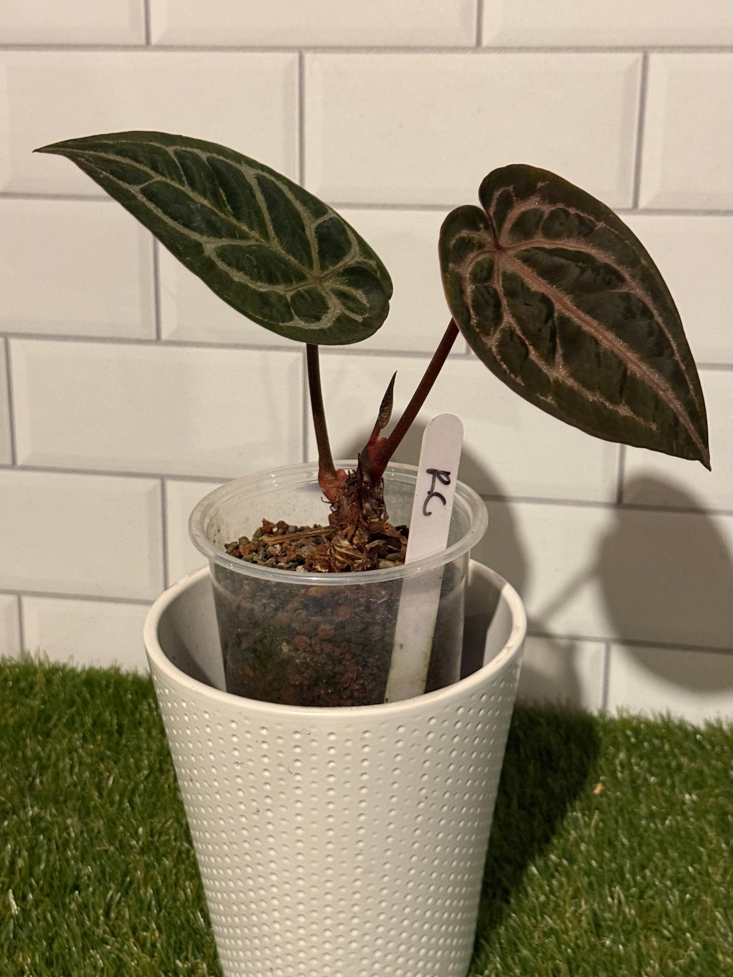 Anthurium Red Crystallinum
