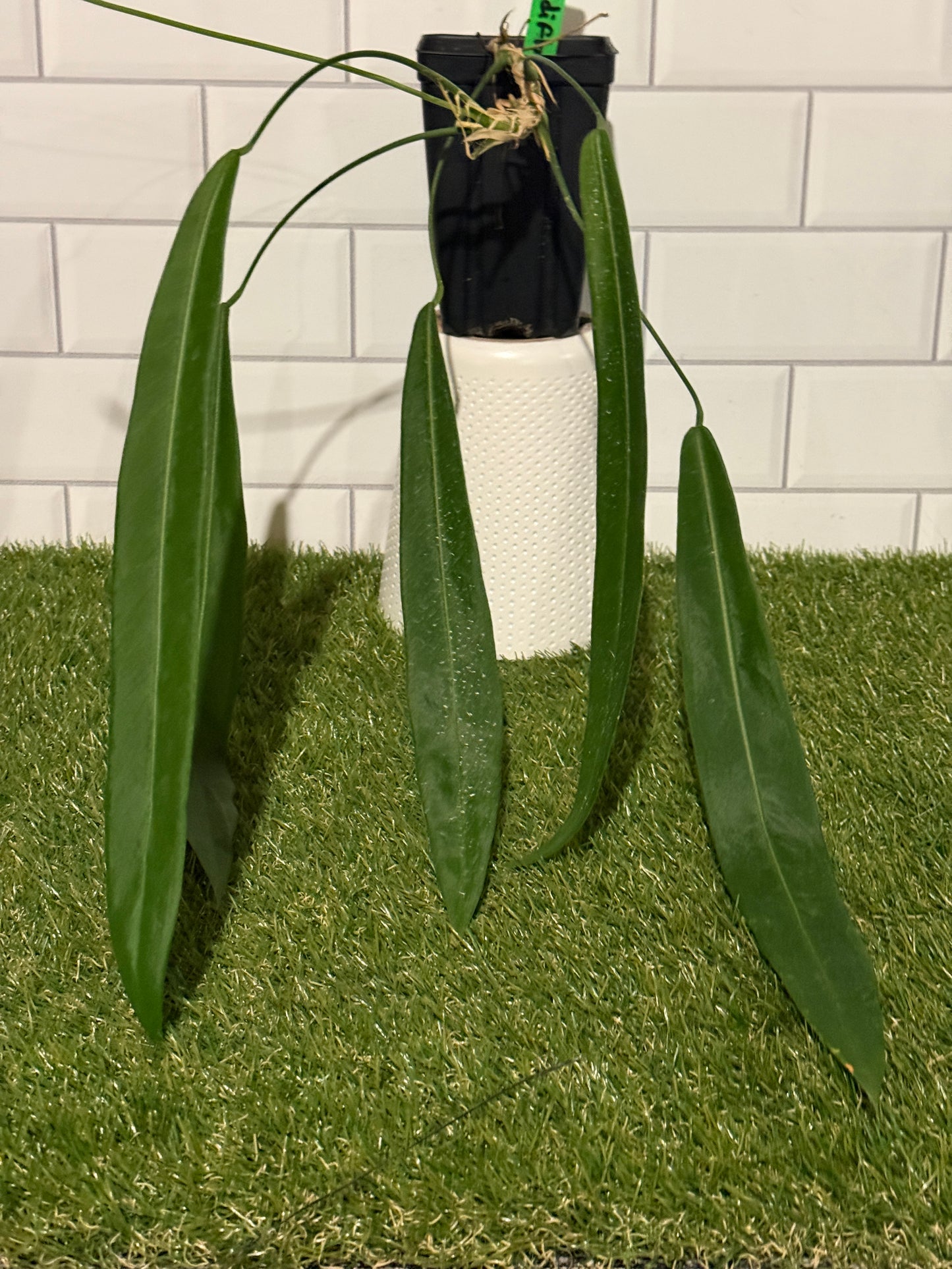 Anthurium pallidiflorum