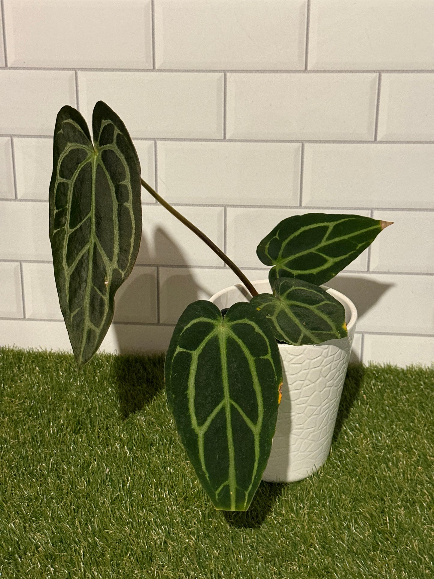Anthurium carlablackiae