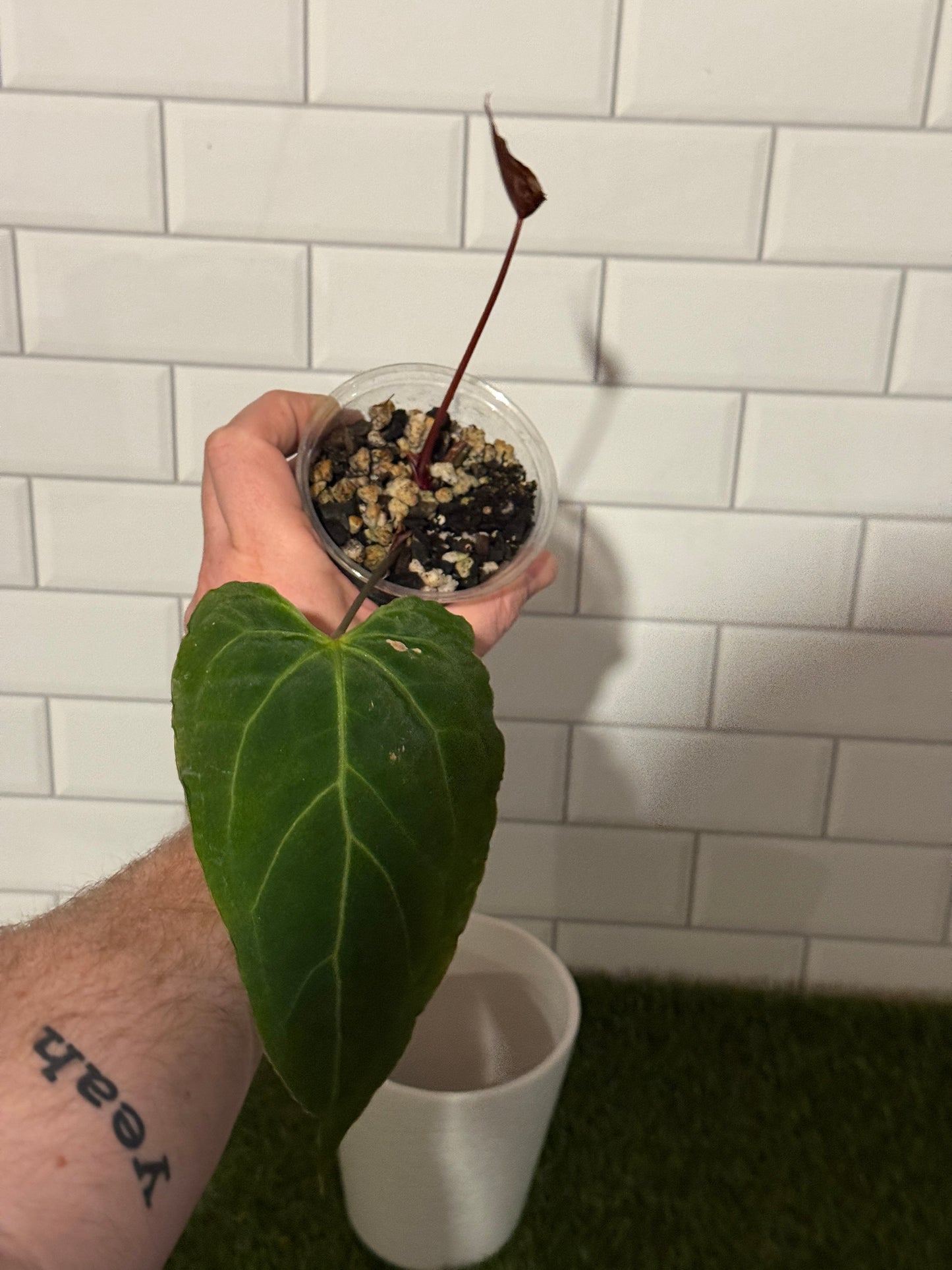 Anthurium Boogie