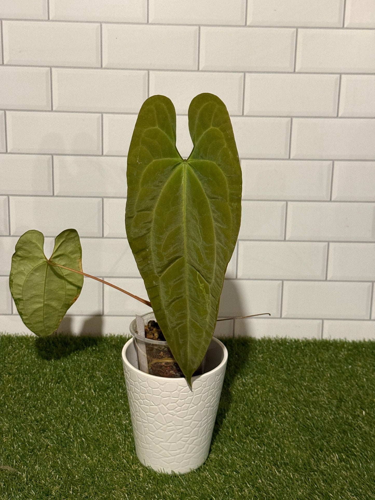 Anthurium papillilaminum x villenaorum
