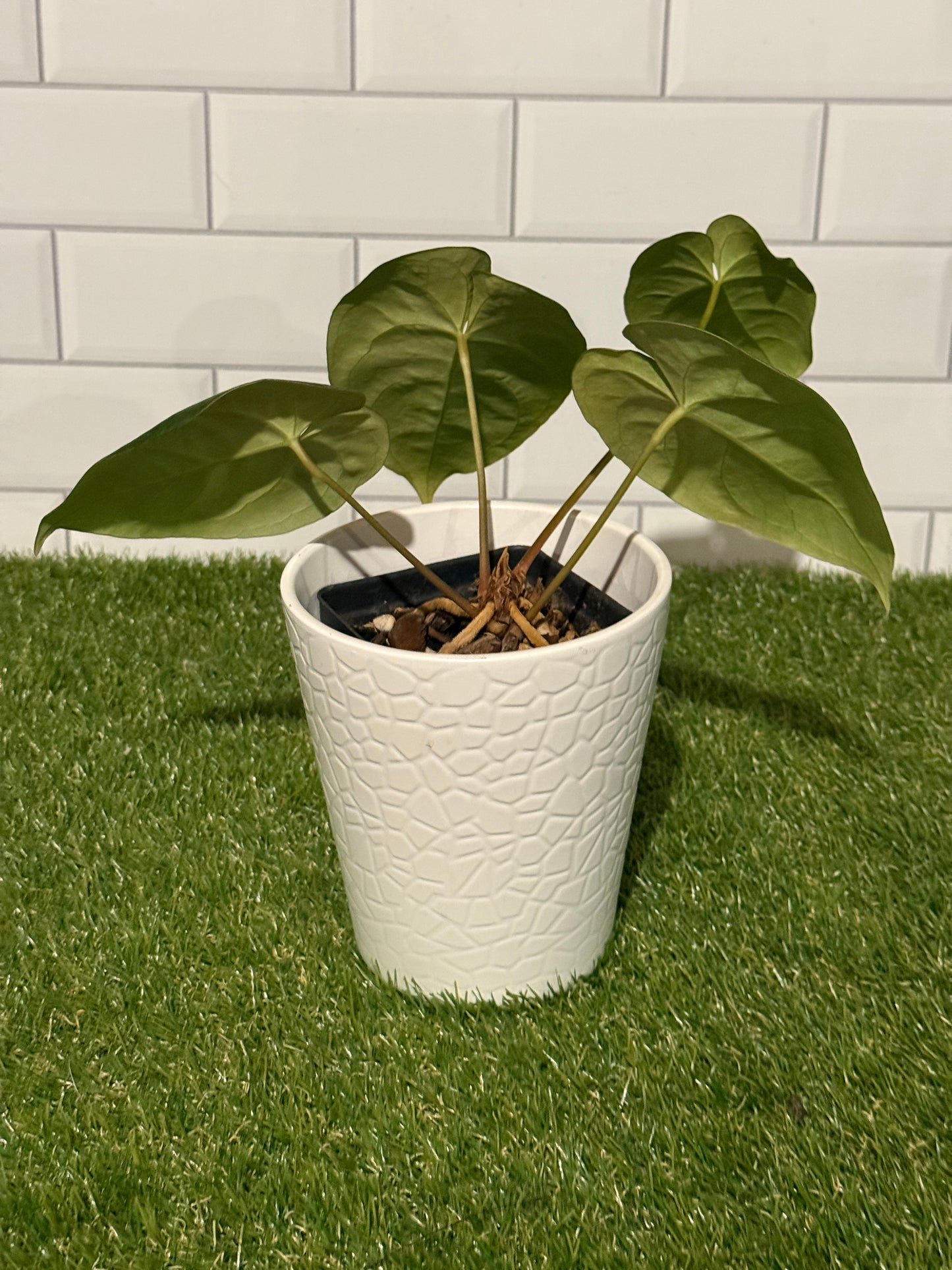 Anthurium NOID Red Sinus x papillilaminum X