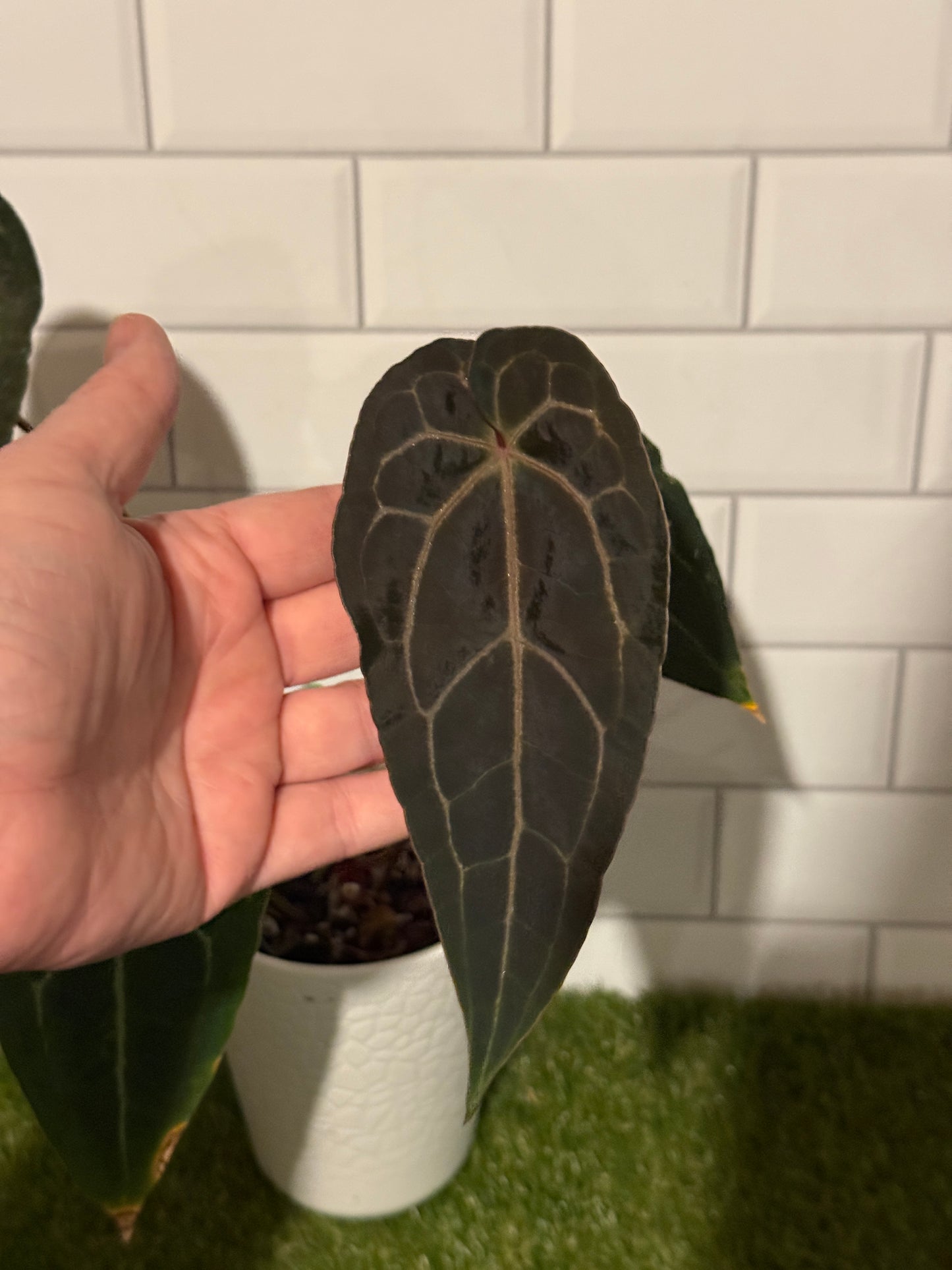 Anthurium Big Black Block x Pumpkin Spice