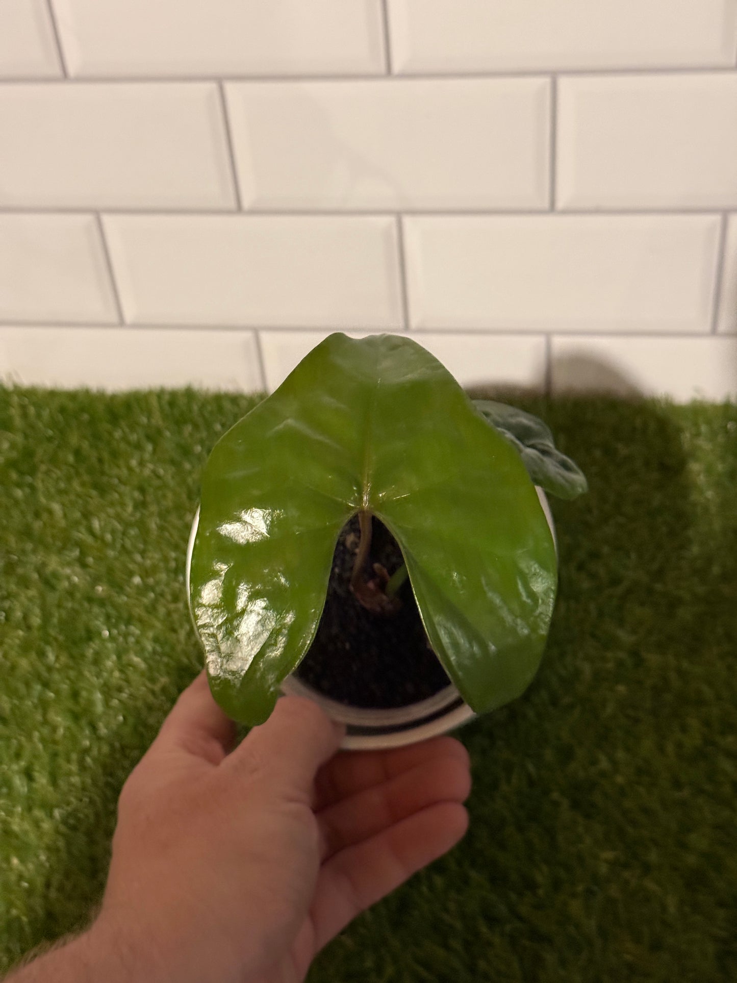 Anthurium diabloense
