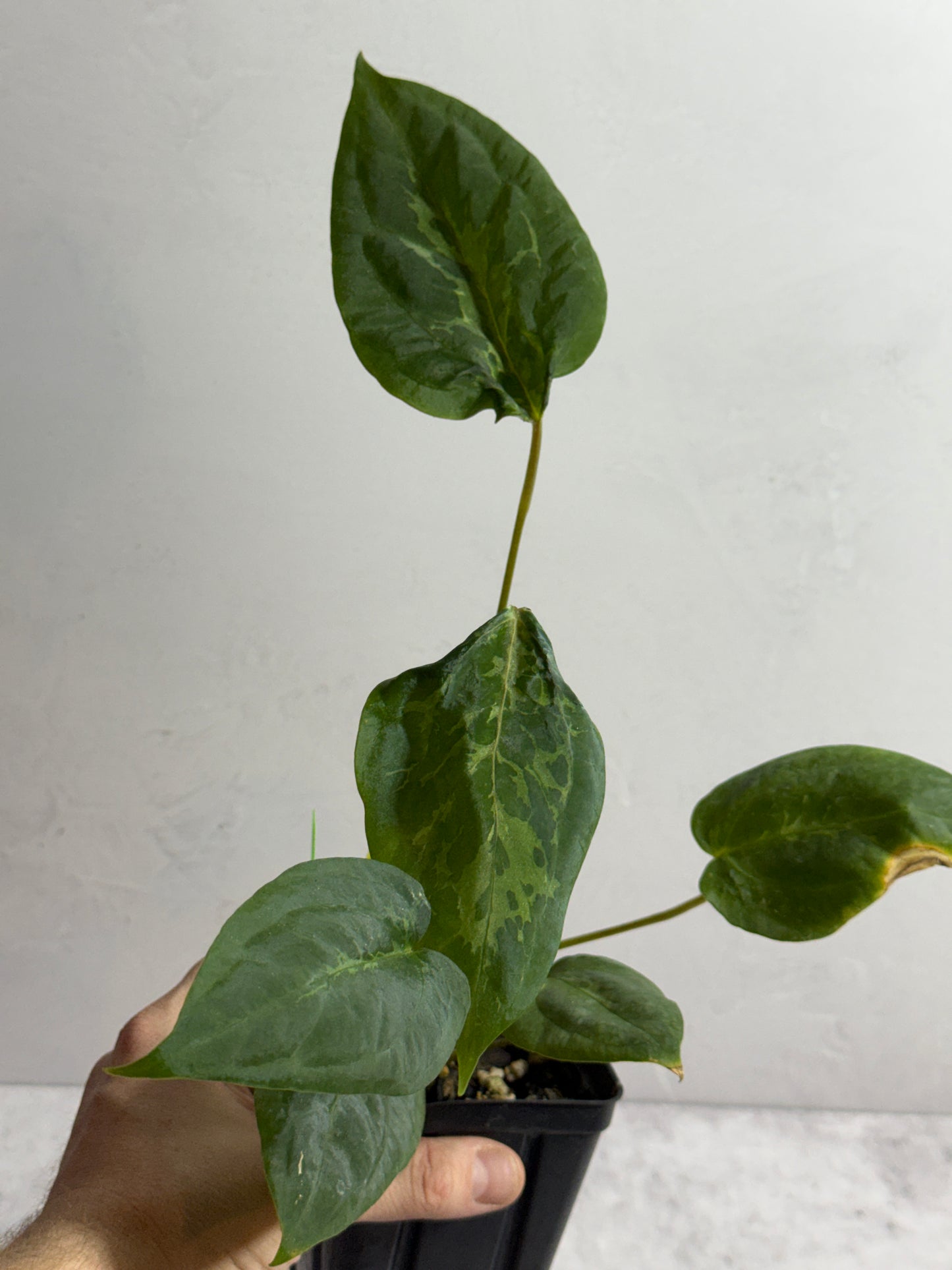 Anthurium dressleri x (carlablackiae x papillilaminum) Blister Variegated