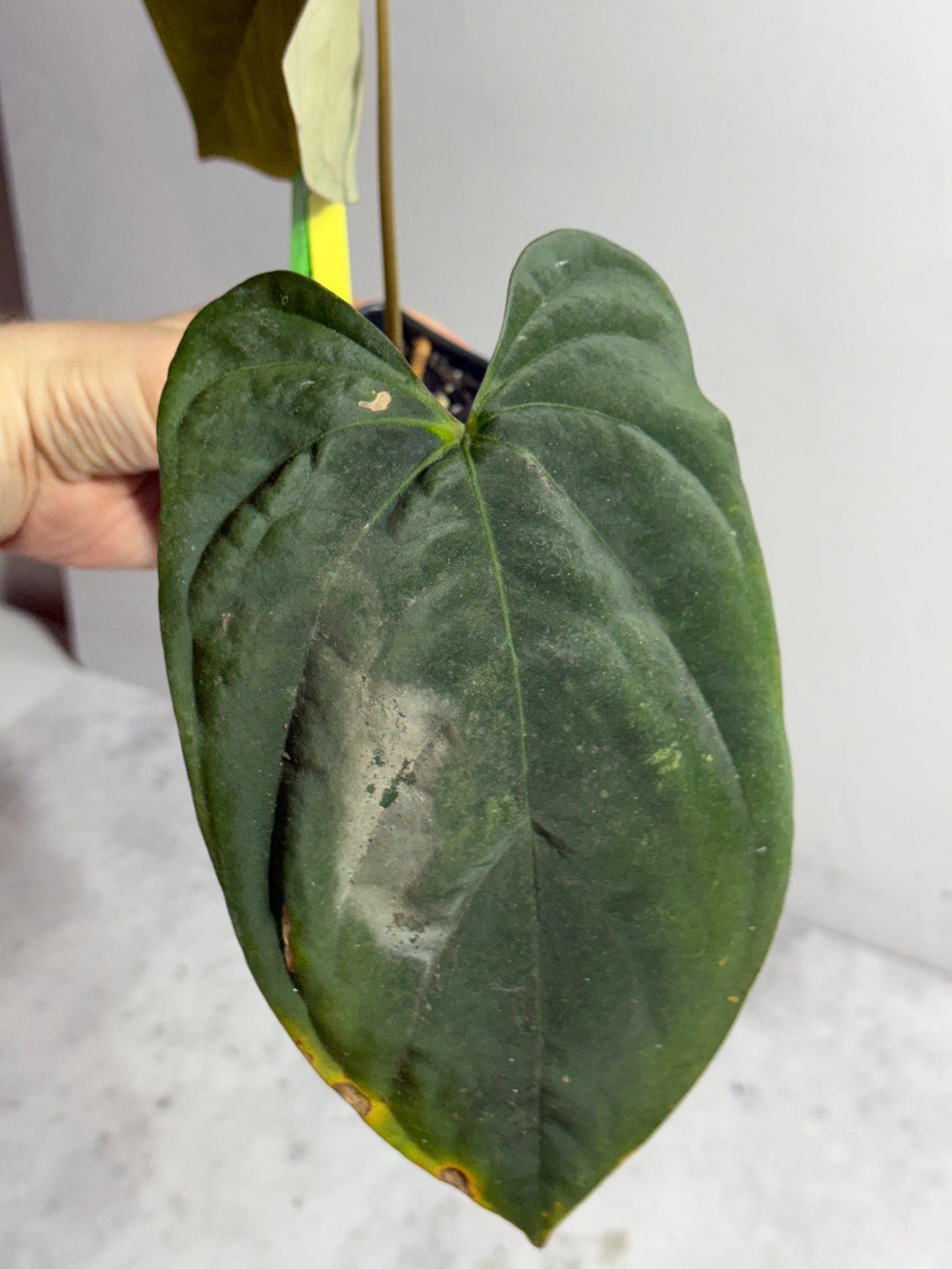 Anthurium papillilaminum 6 x eastern dressleri