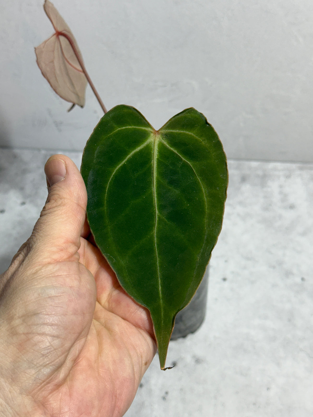 Anthurium Boogie