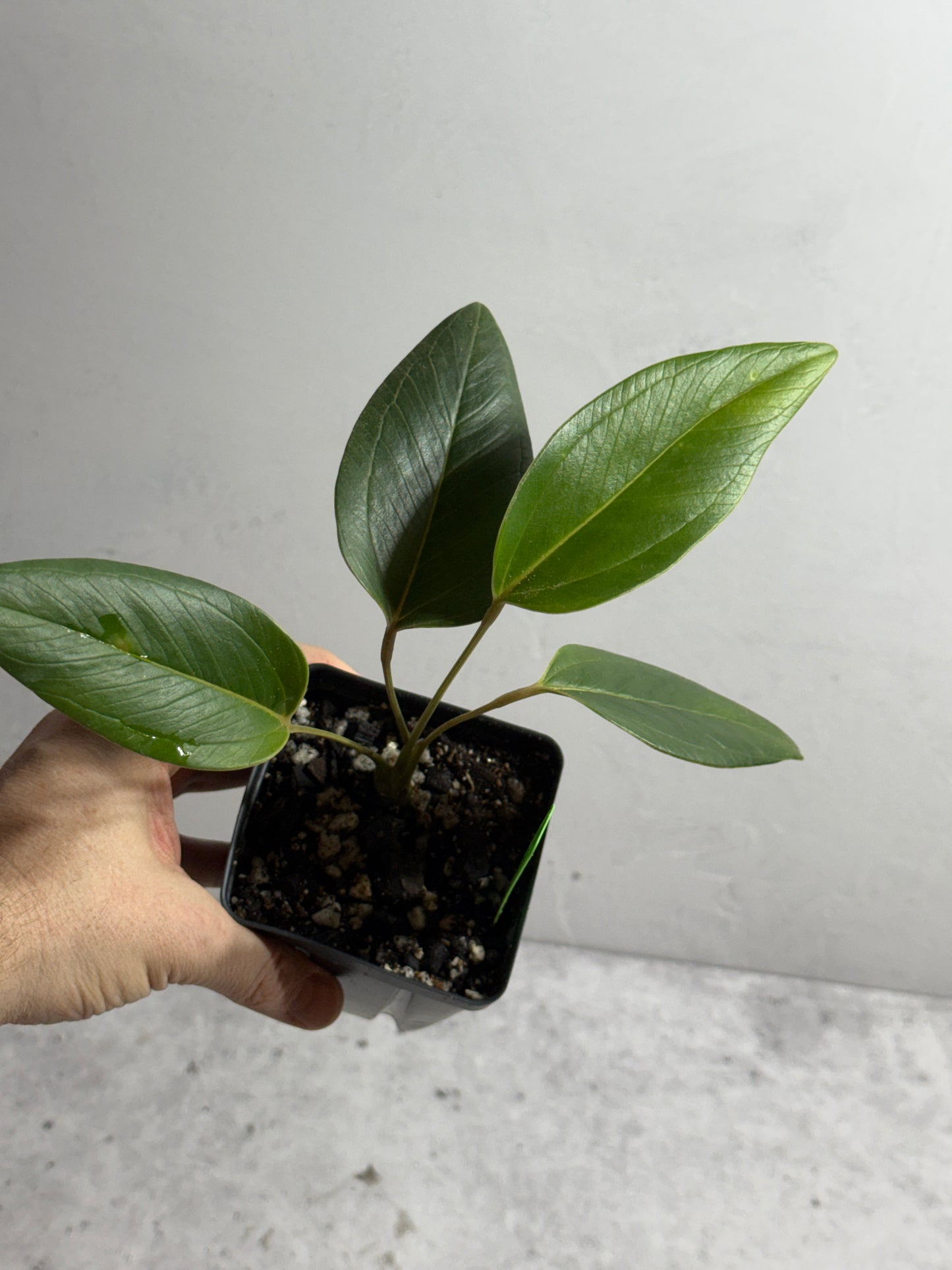 Anthurium sp Indian Arrow