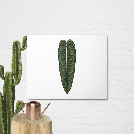 Metal print - veitchii