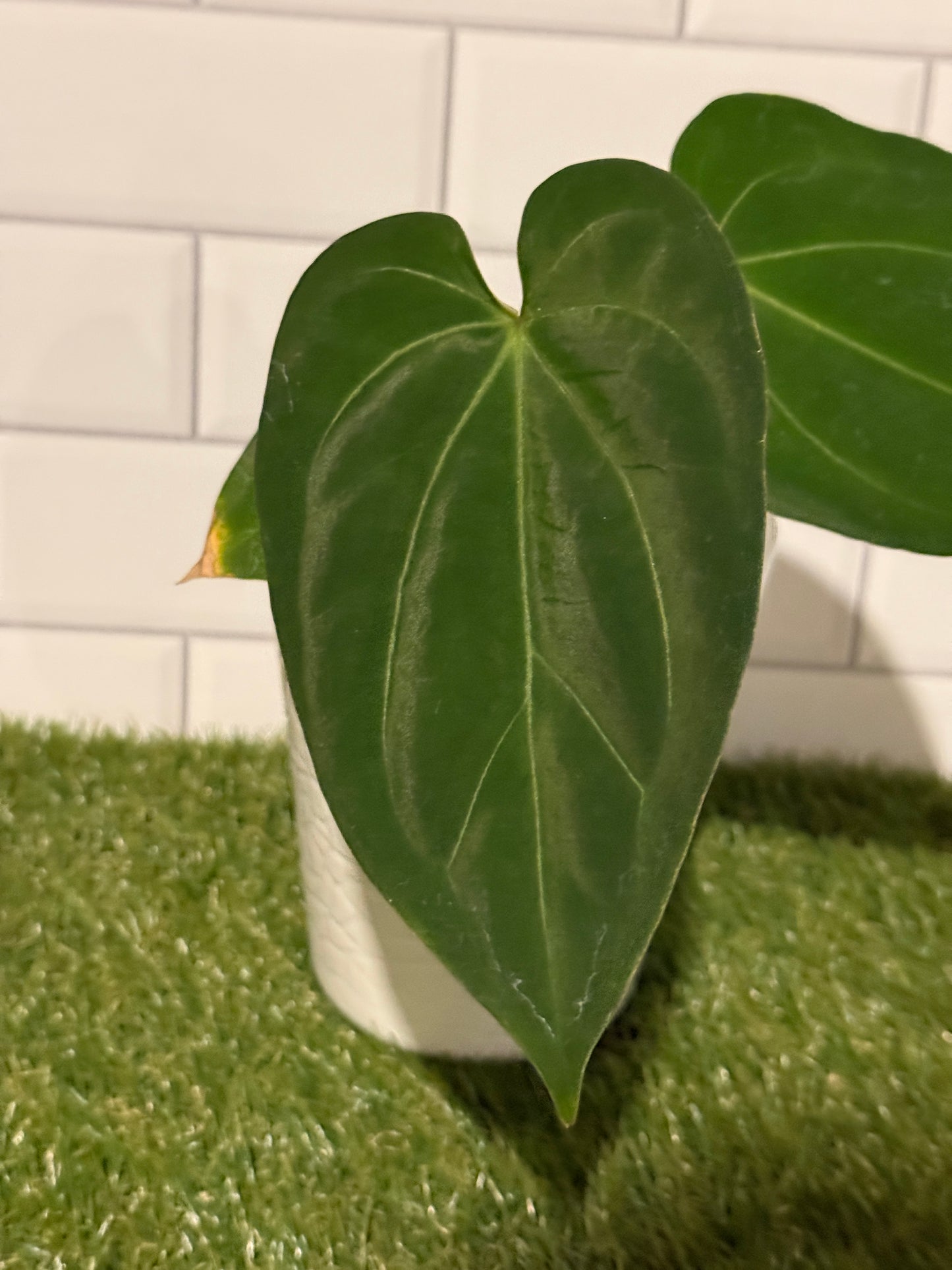 Anthurium HU / King of Spades Narrow
