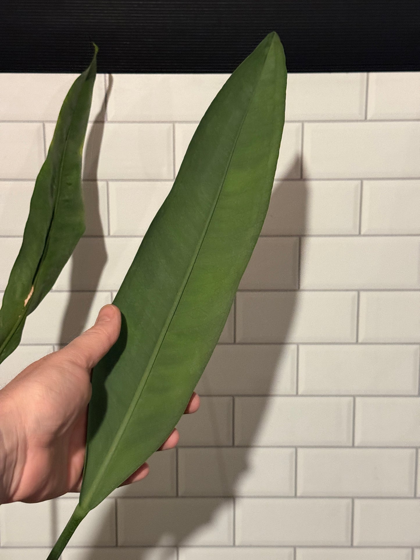 Anthurium Blue Arrow