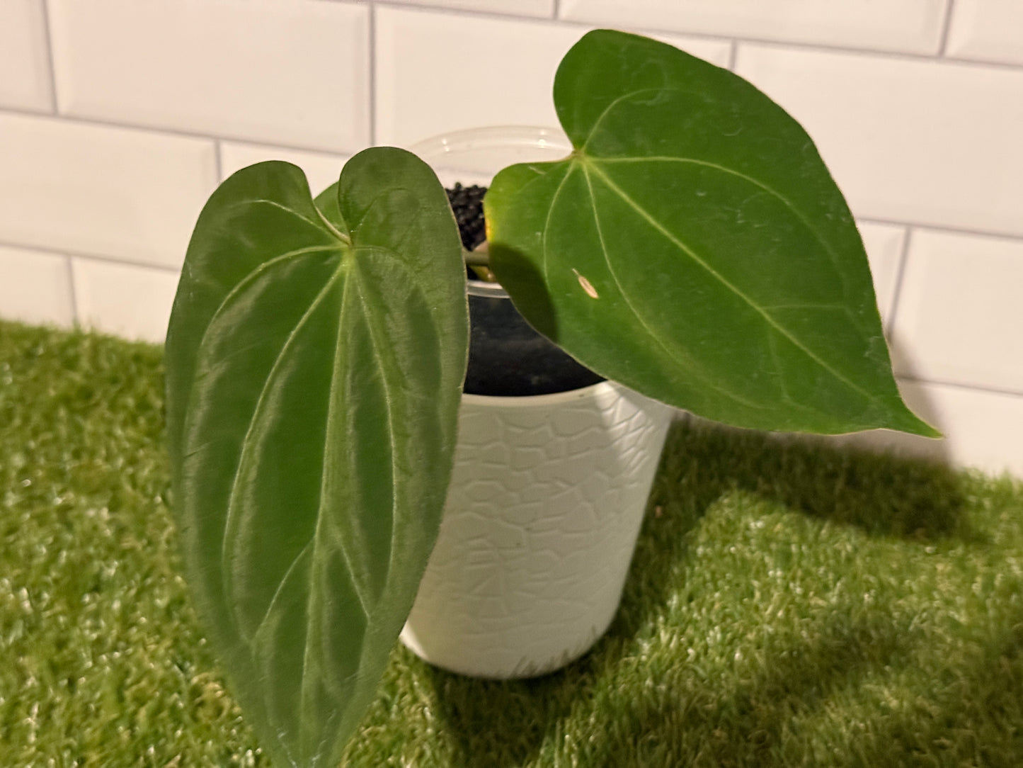 Anthurium HU / King of Spades Narrow