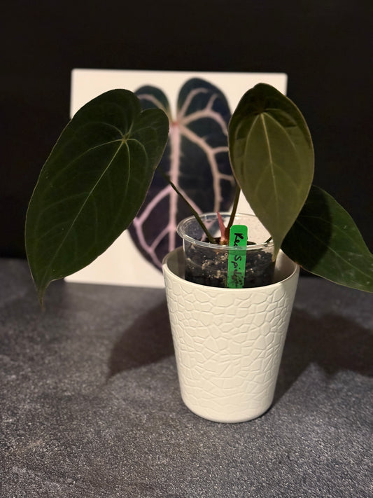 Private listing for Eric