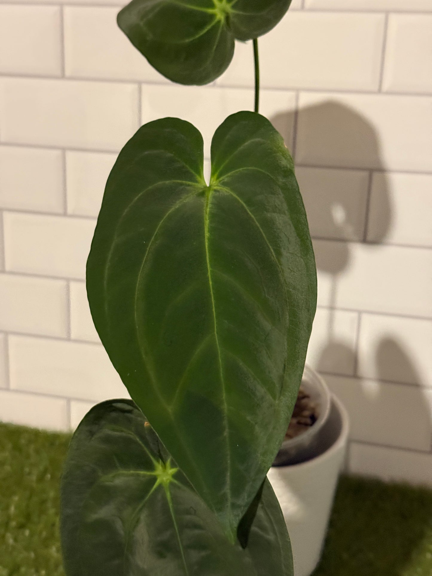 Anthurium papillilaminum 5 x 6 (#2)