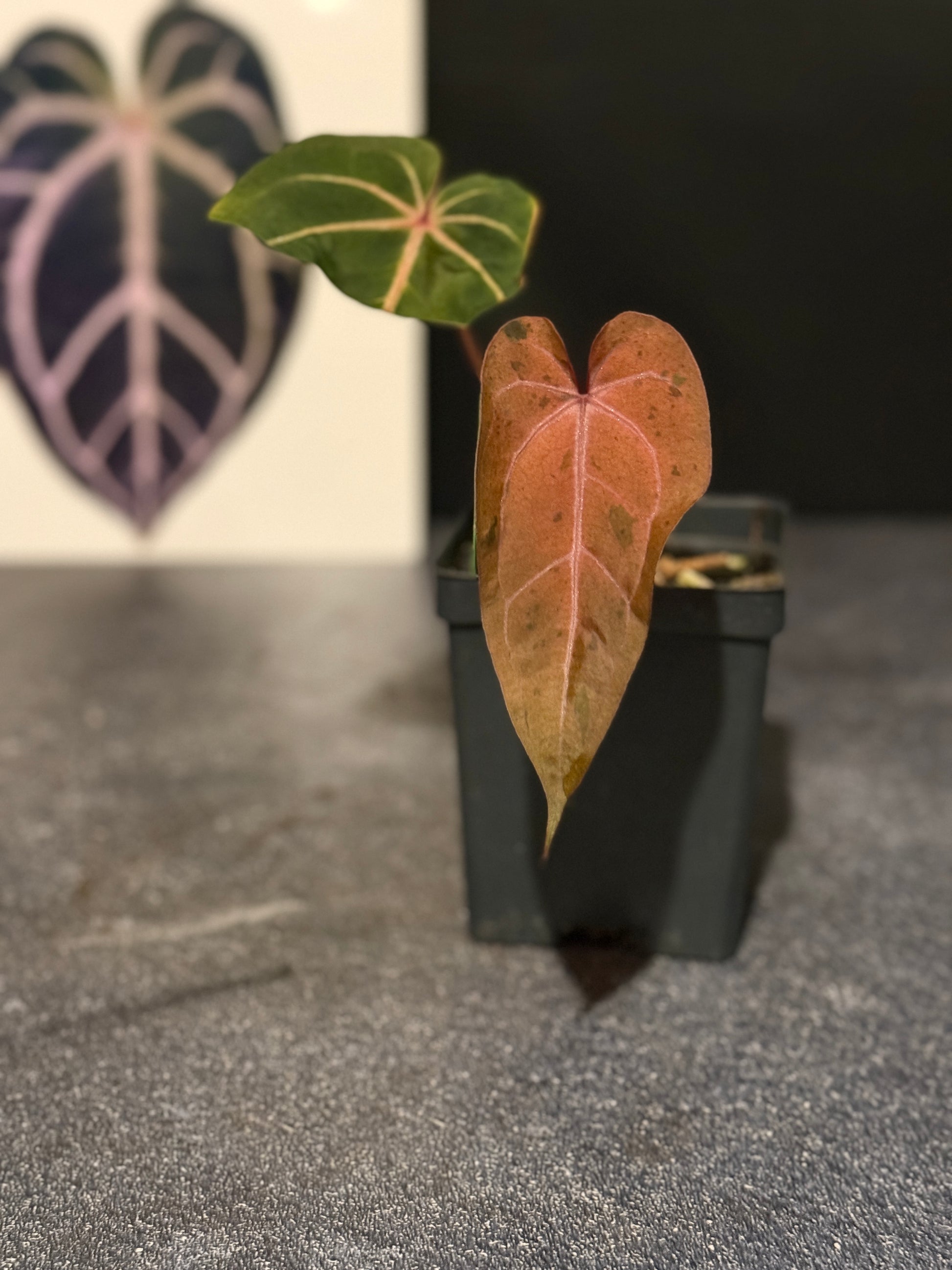 aroid anthurium Anthurium Soul Reaper x SELF- Aroid Life Co