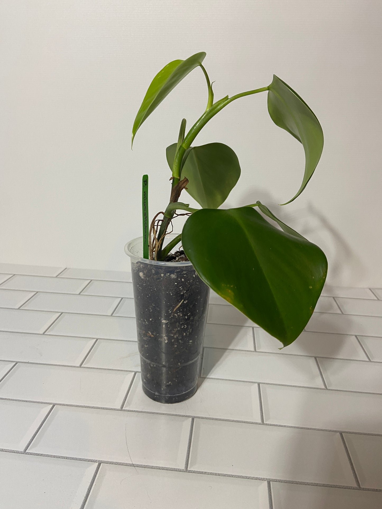 Philodendron microstictum