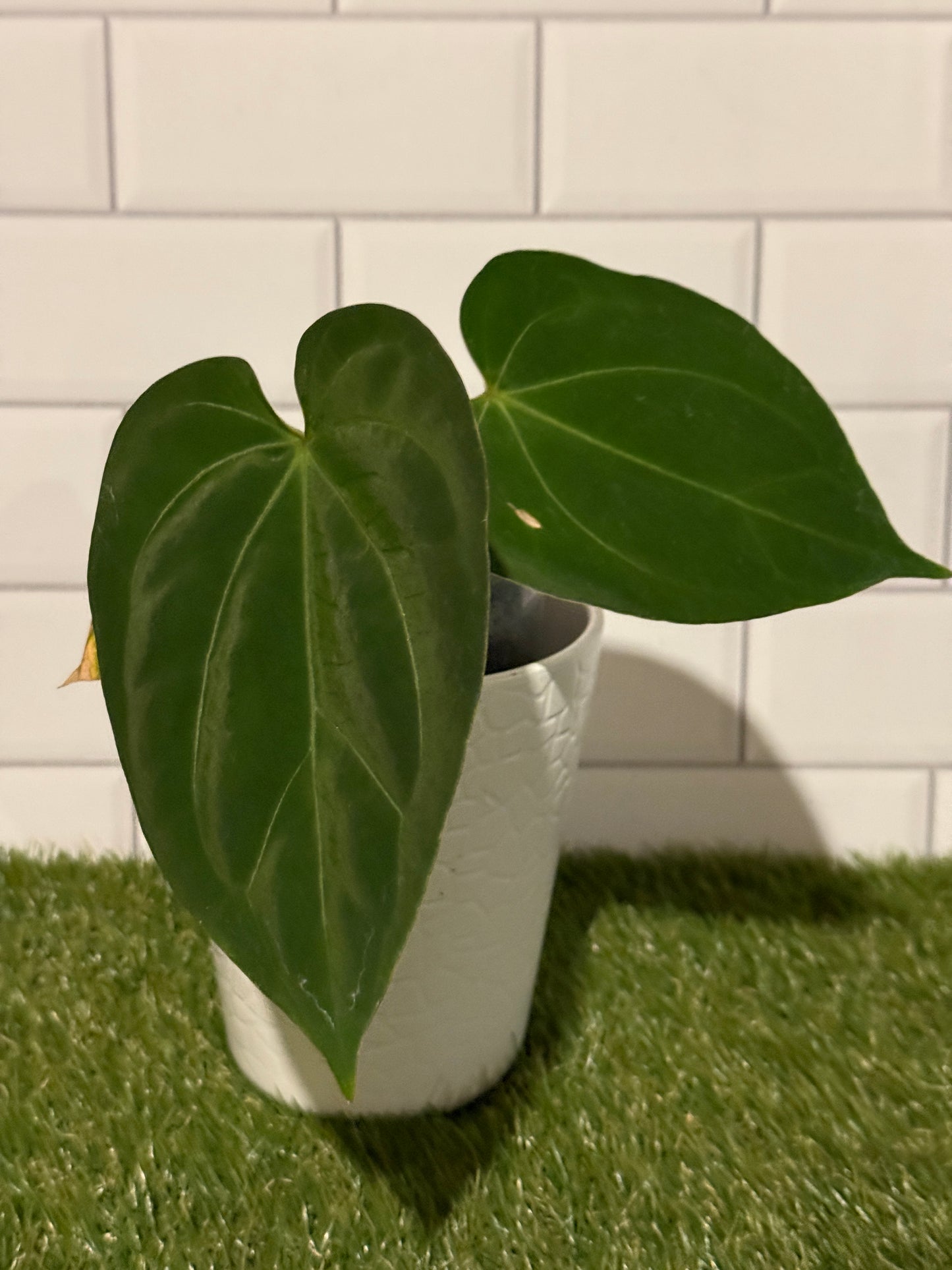 Anthurium HU / King of Spades Narrow