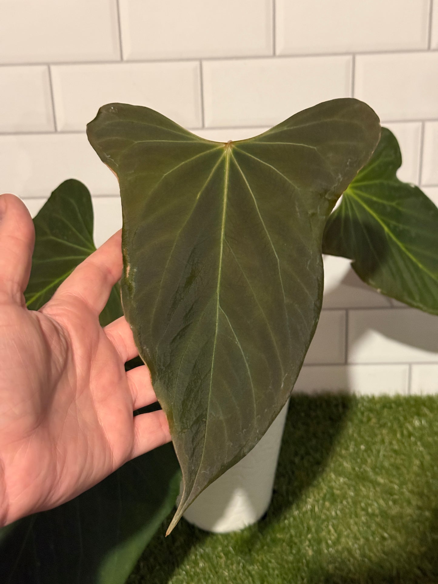 Anthurium indo port Dark Form
