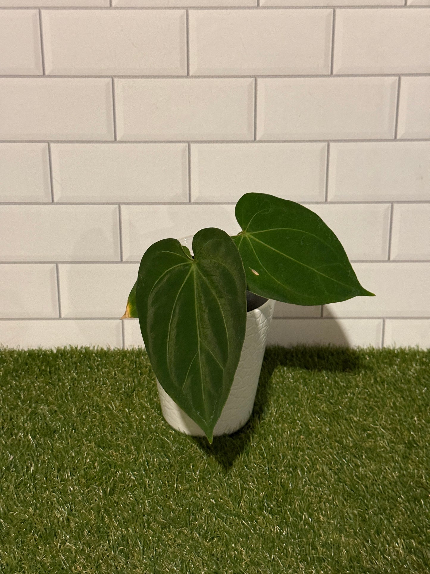 Anthurium HU / King of Spades Narrow