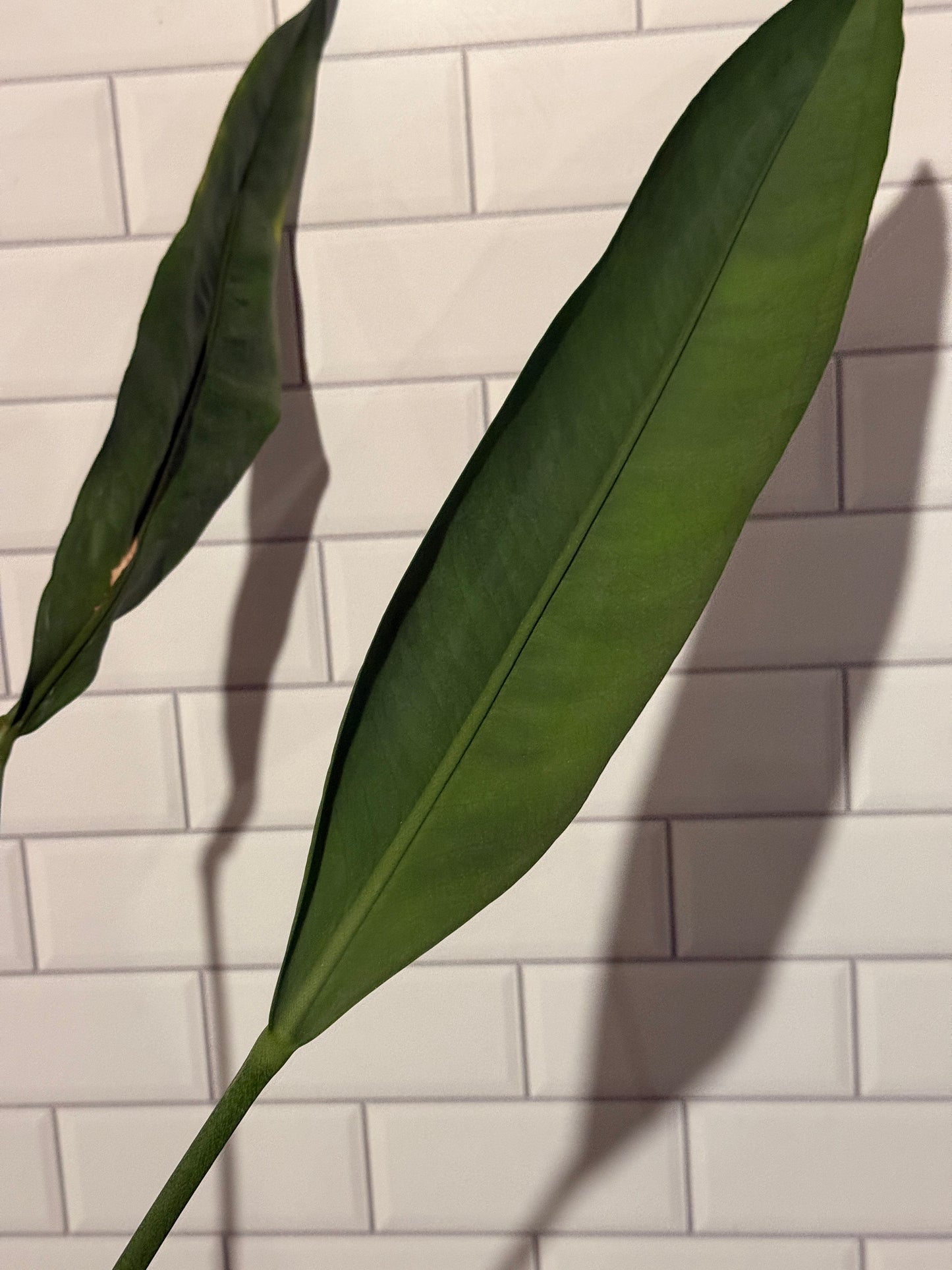 Anthurium Blue Arrow