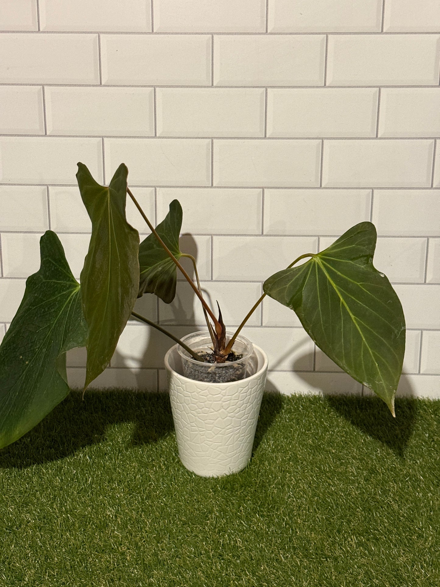 Anthurium indo port Dark Form