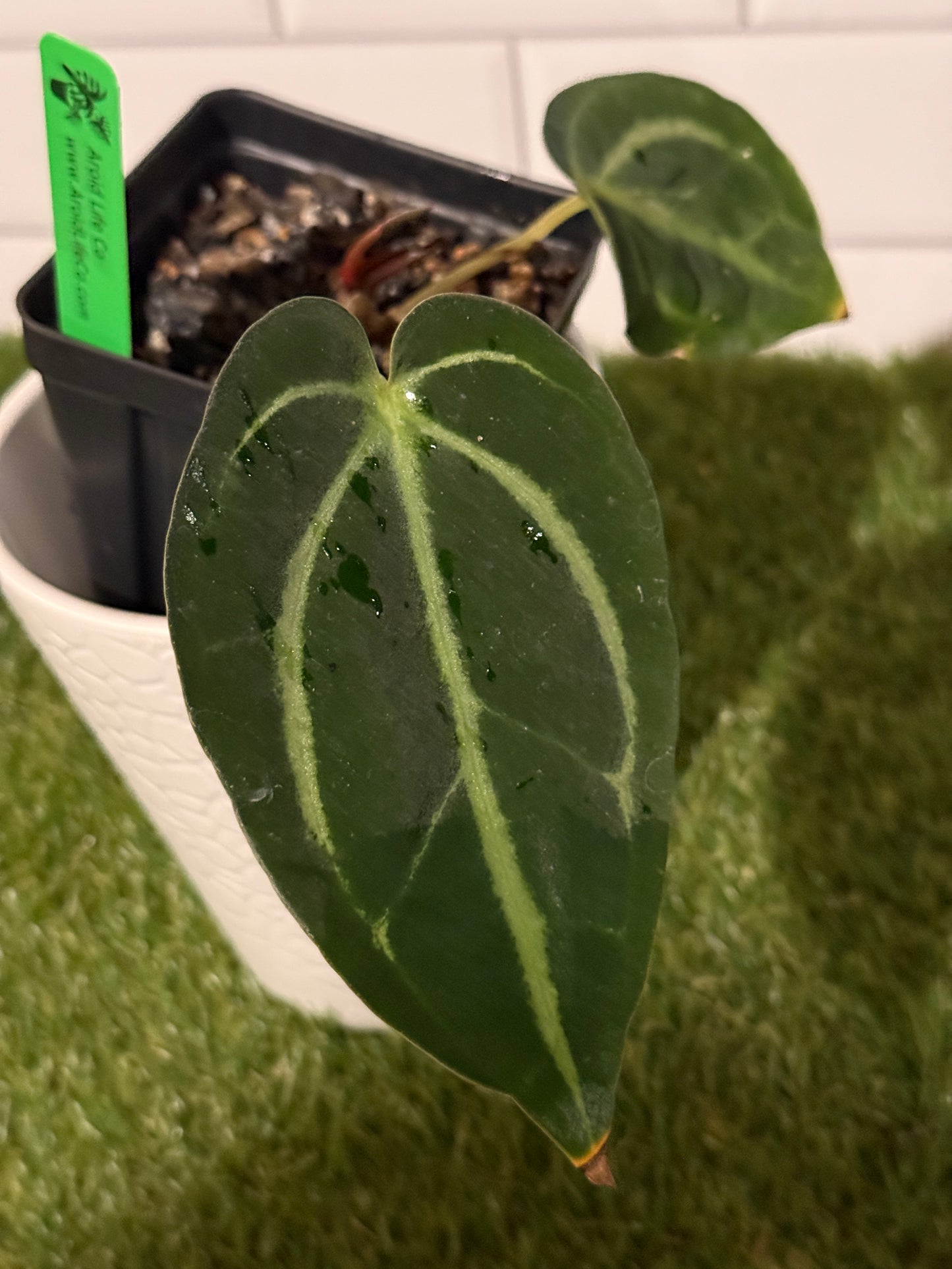 Anthurium carlablackiae