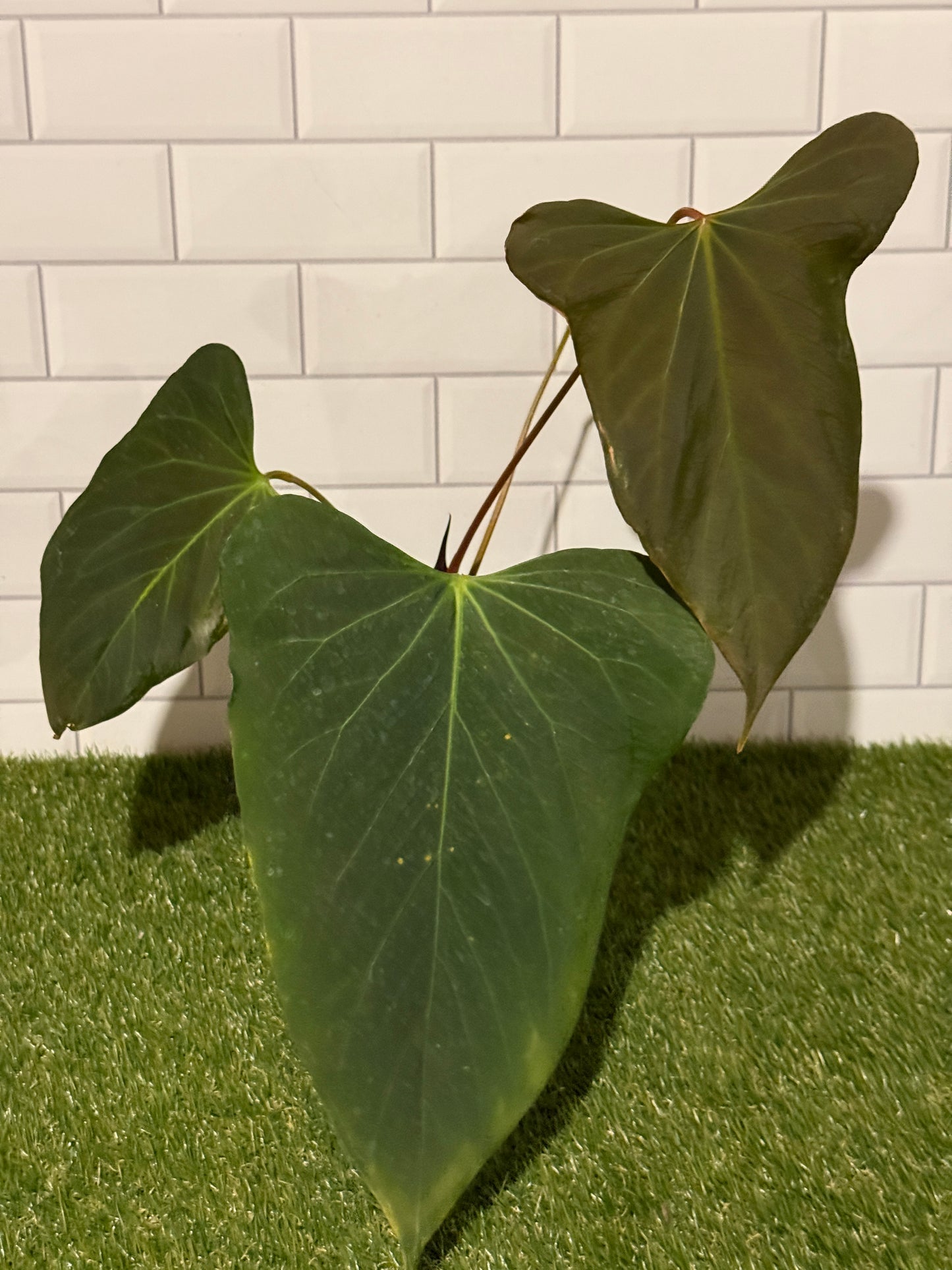 Anthurium indo port Dark Form