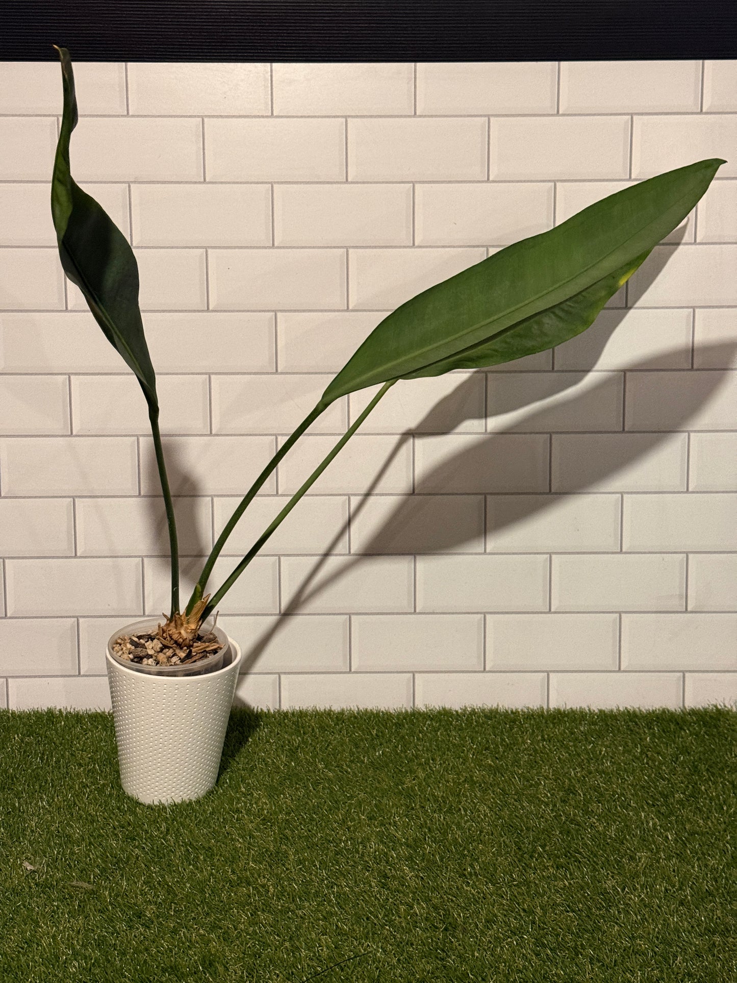 Anthurium Blue Arrow