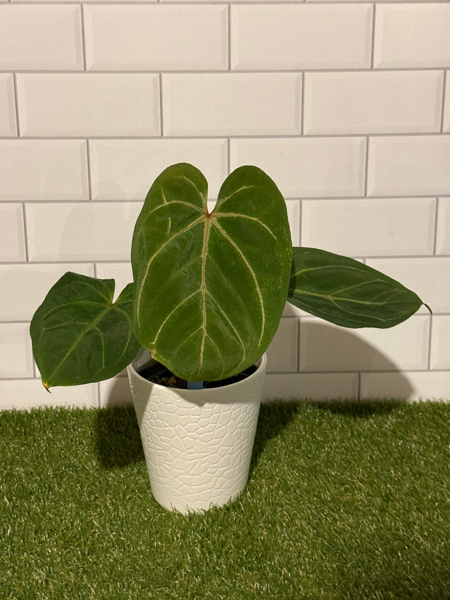 Anthurium indo hoffmaniiX