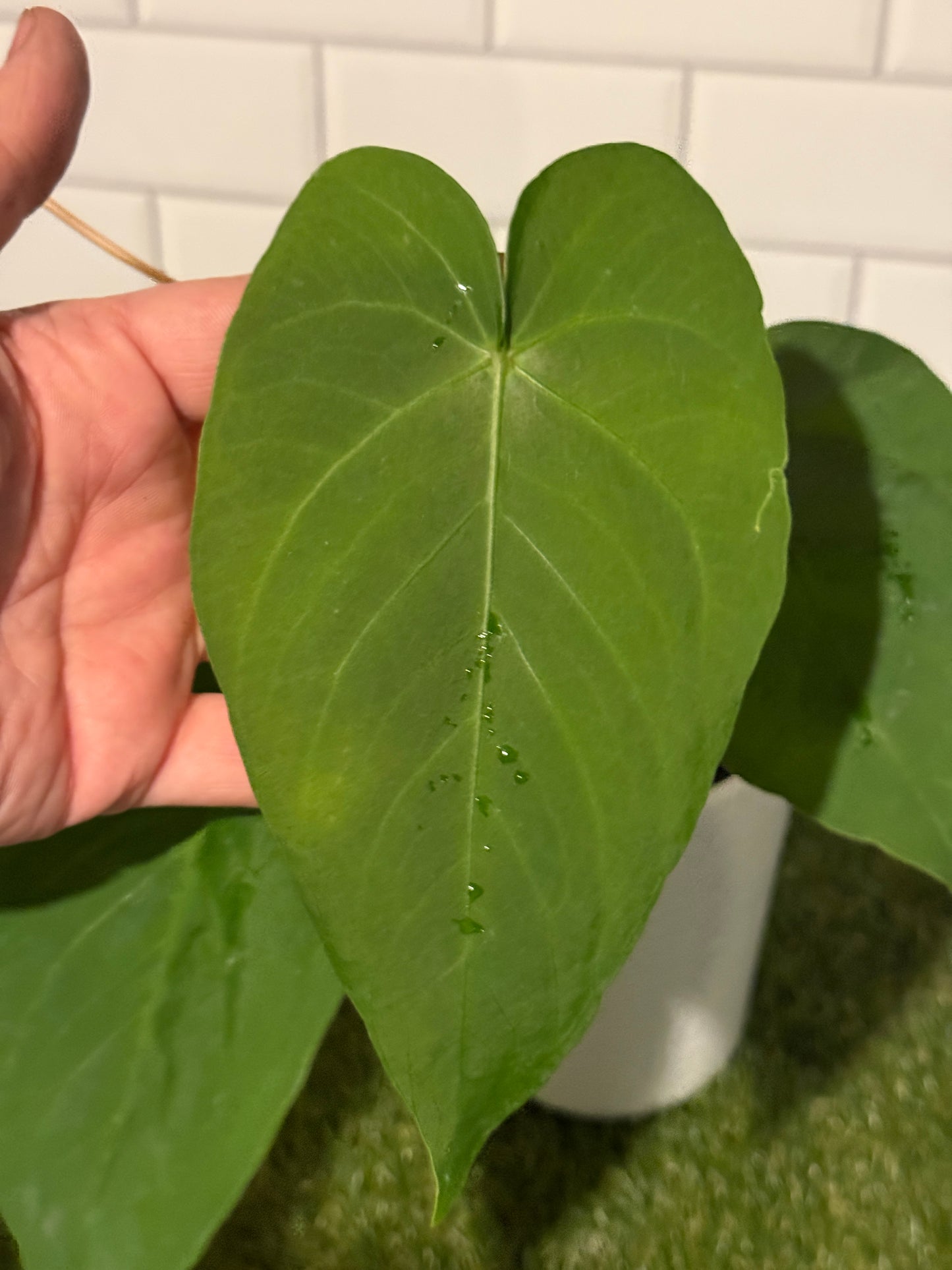 Anthurium sp Undescribed Peruvian species