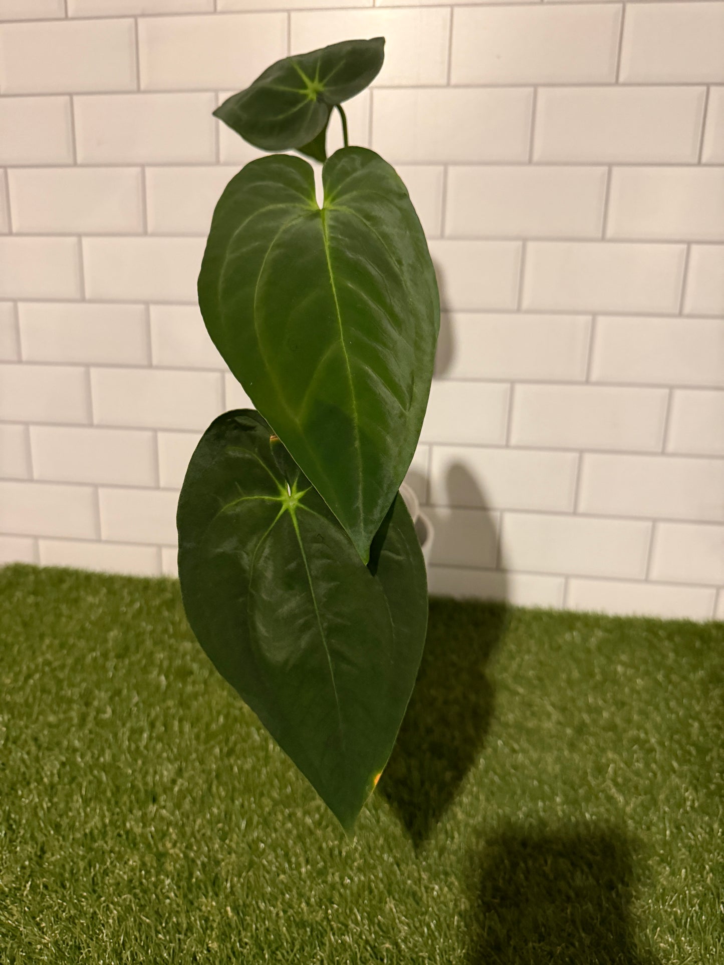 Anthurium papillilaminum 5 x 6 (#2)